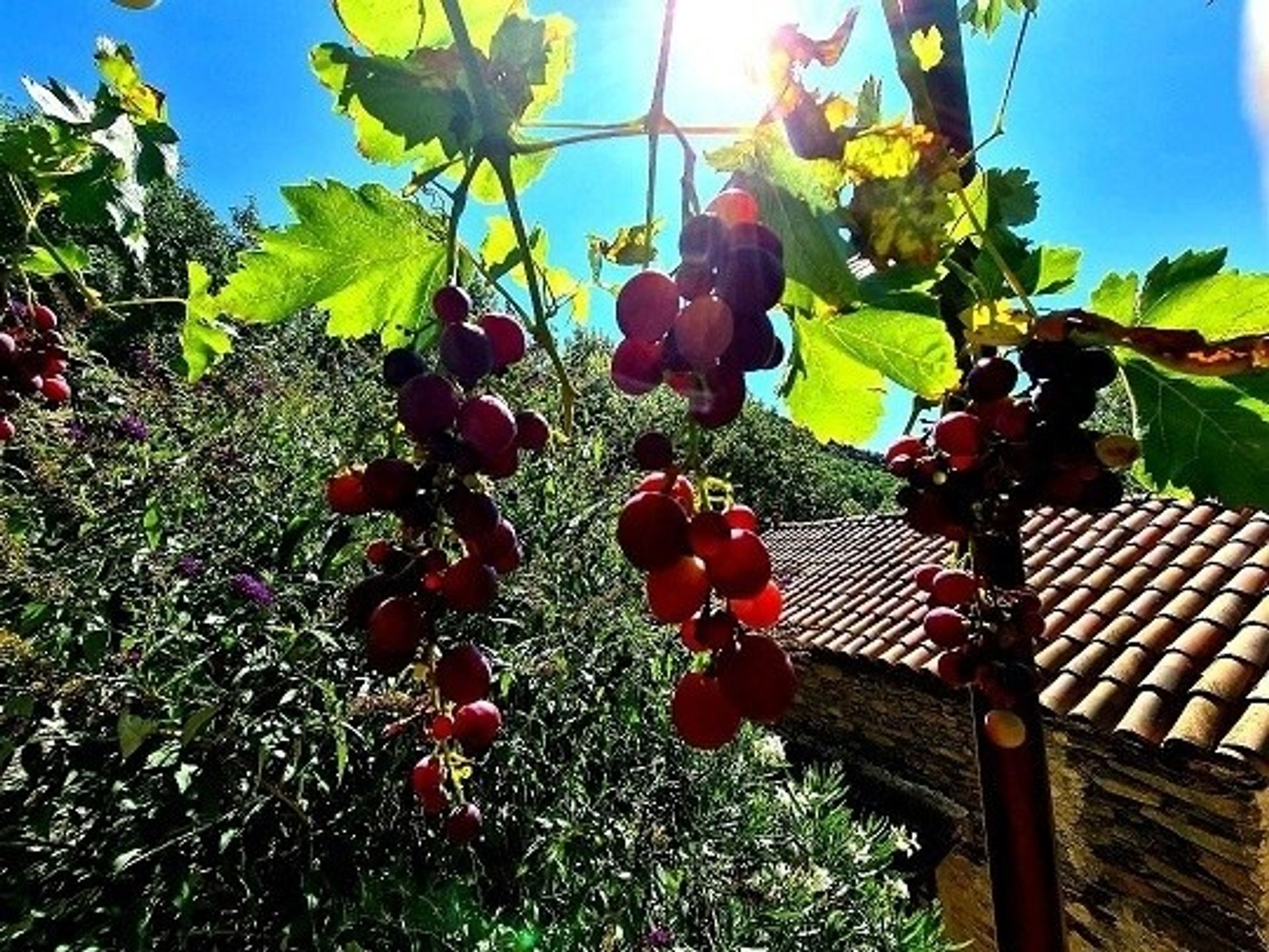 Hus i Beziers, Languedoc-Roussillon 10082128