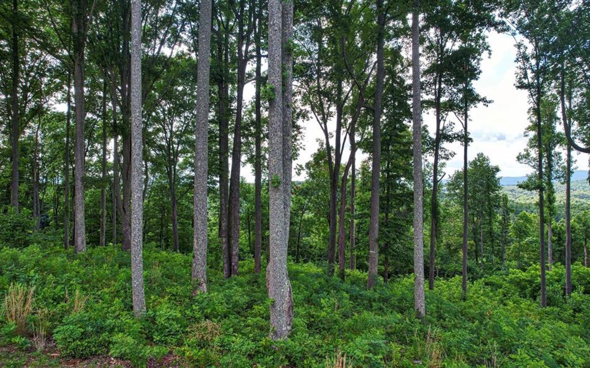 Tierra en Blairsville, Georgia 10083072