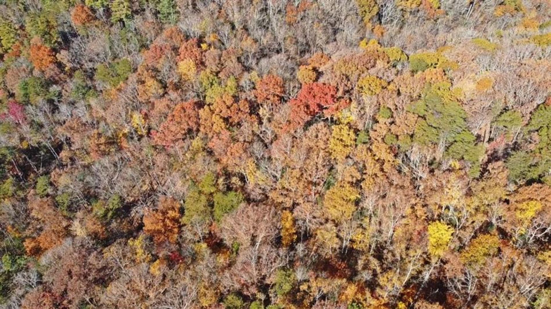 жилой дом в Cherry Log, Georgia 10083303