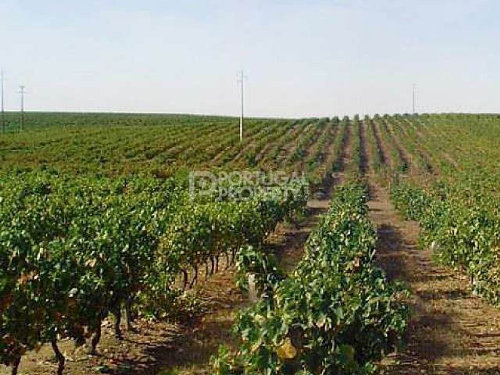 Land in Vilar, Aveiro 10085396