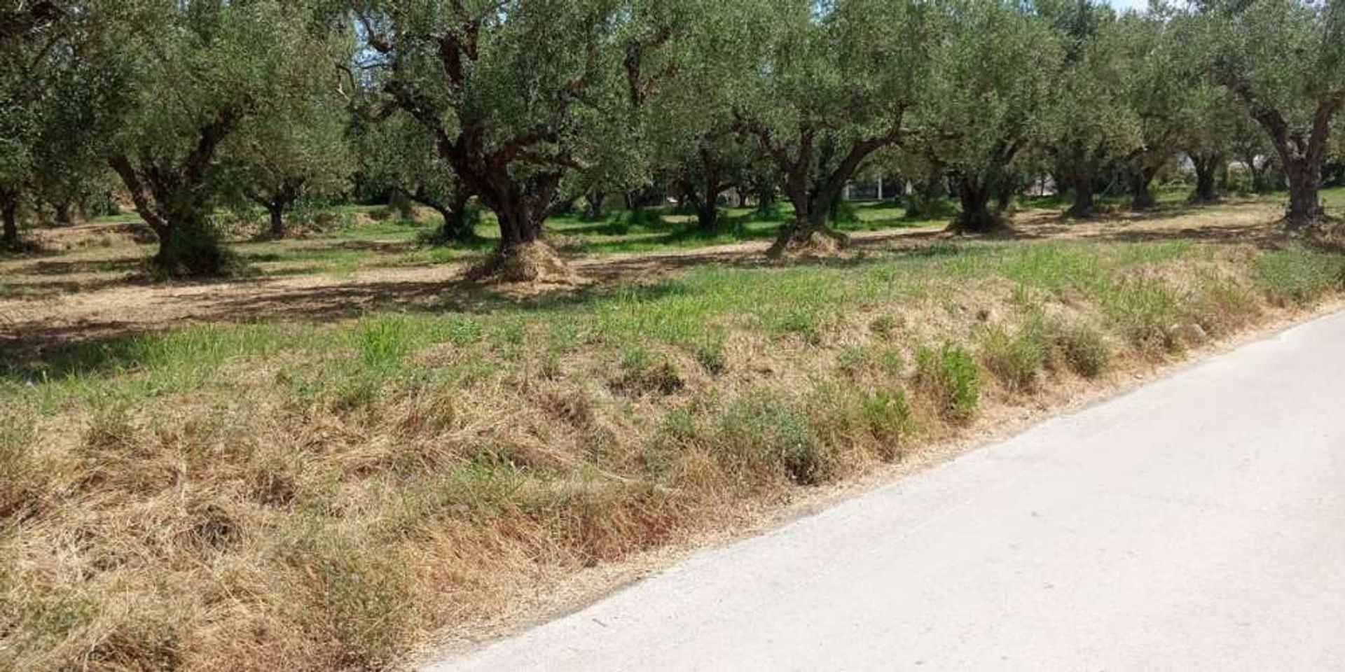 Maa sisään Zakynthos, Zakinthos 10086502