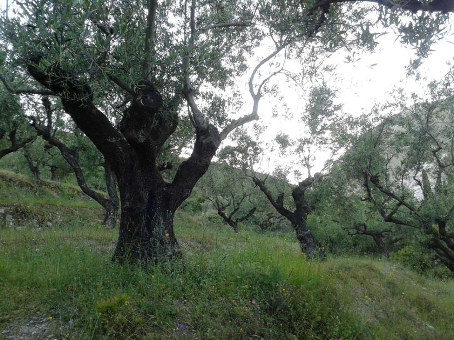 Land in Zakynthos, Zakinthos 10086537