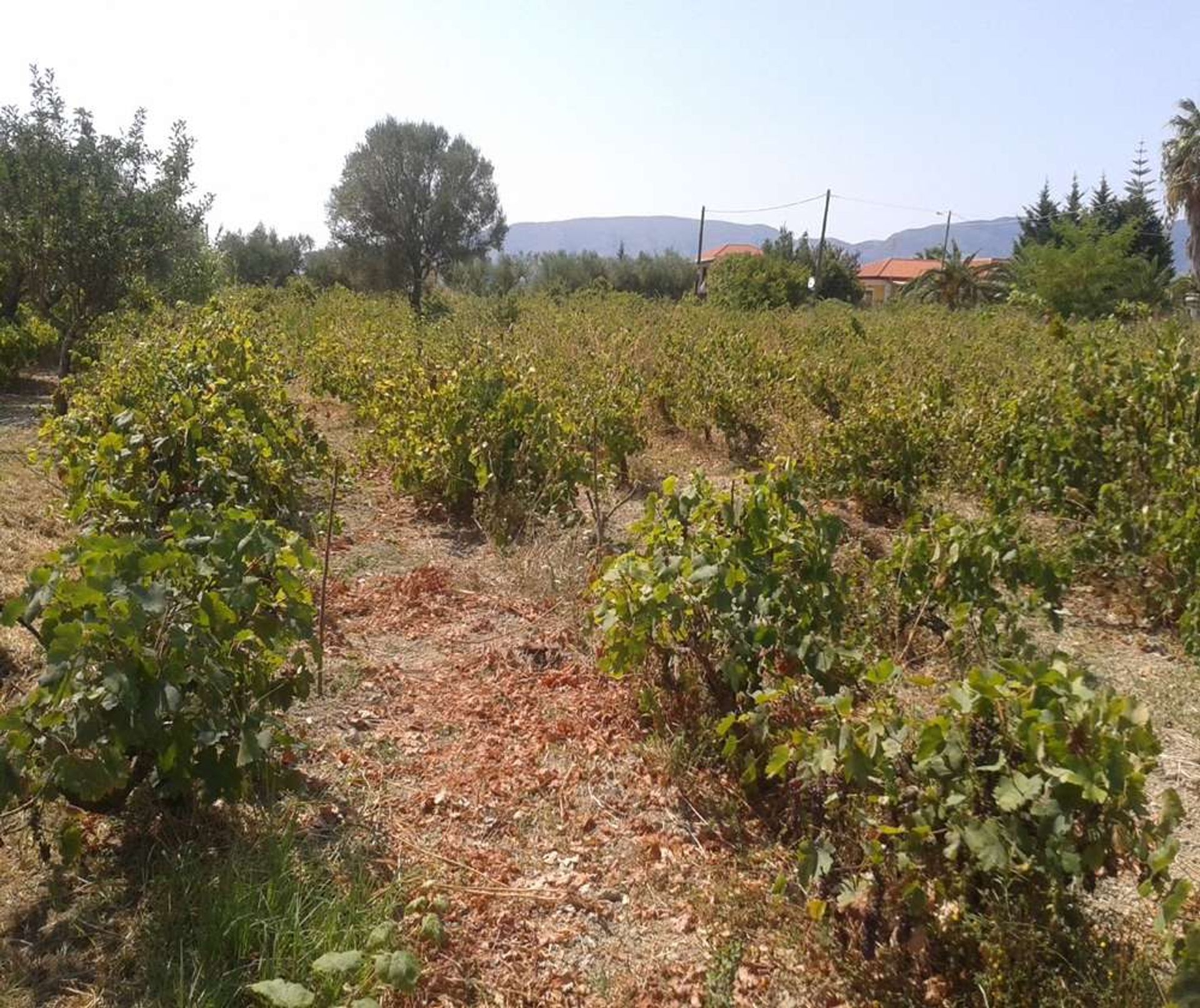 Terre dans Zakynthos, Zakinthos 10086538