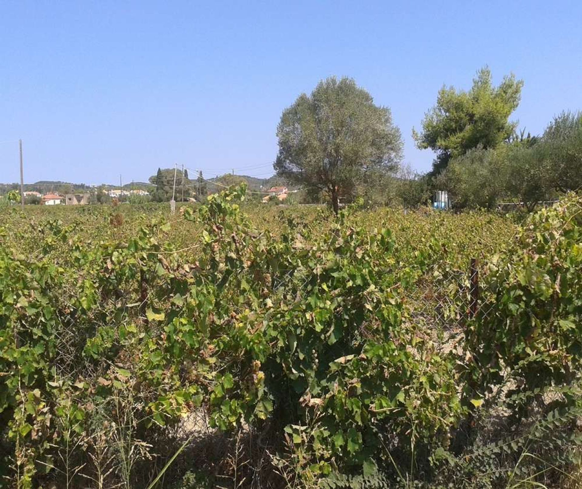 Land im Zakynthos, Zakinthos 10086538