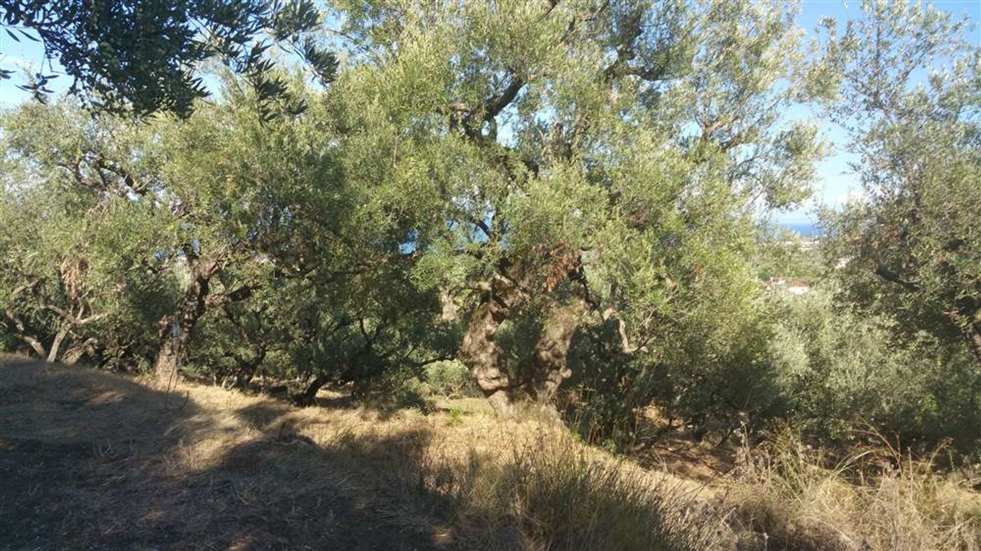 Land in Zakynthos, Zakinthos 10086539