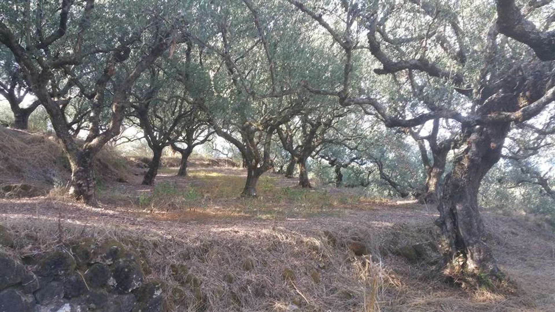 Land in Zakynthos, Zakinthos 10086539