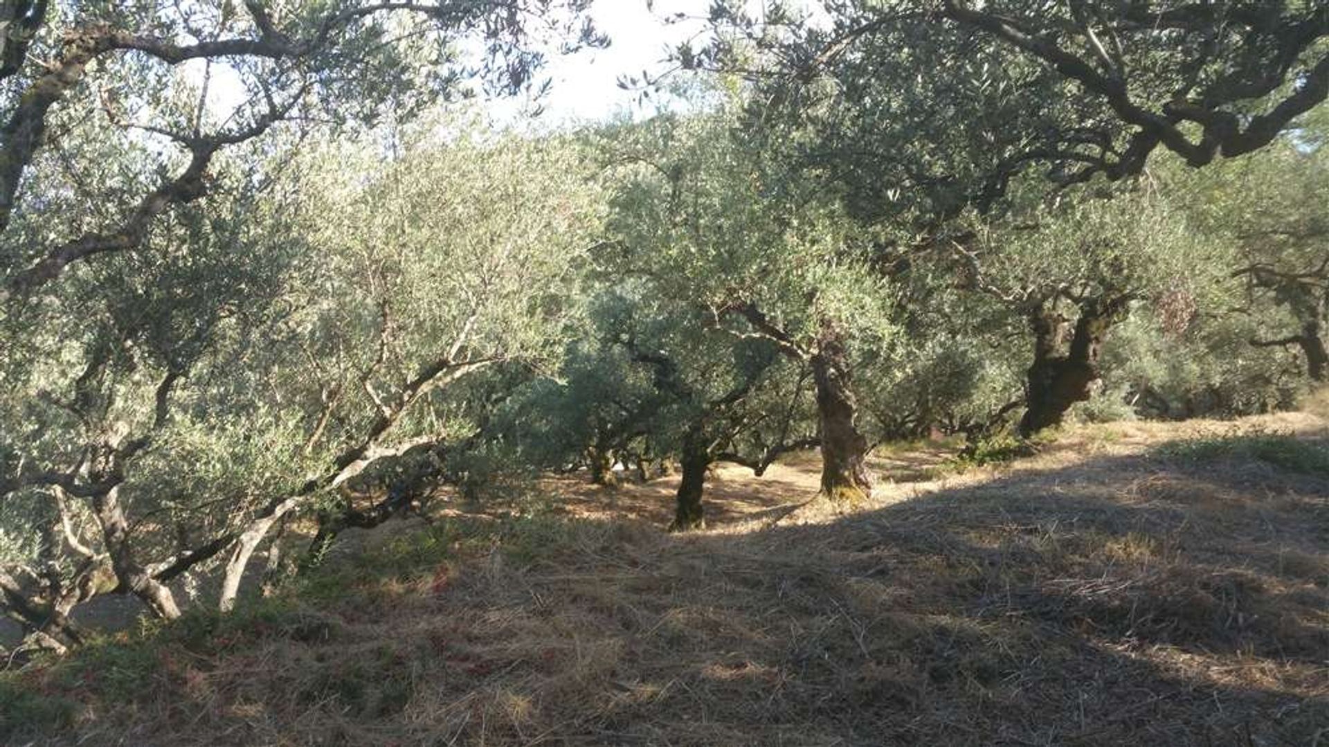 Land in Zakynthos, Zakinthos 10086539