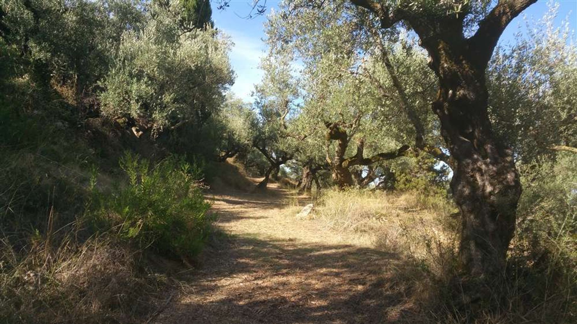 الأرض في Zakynthos, Zakinthos 10086539