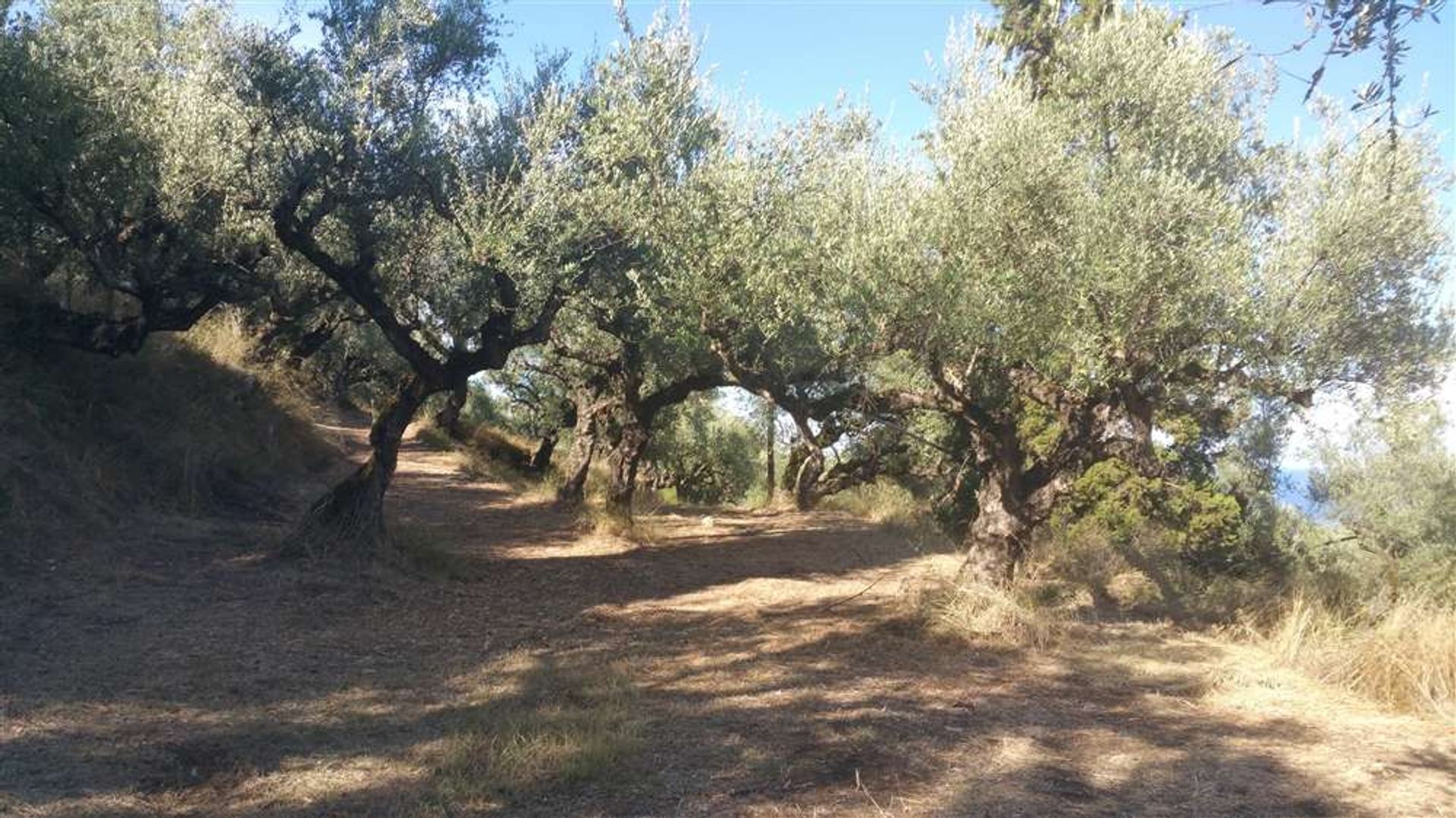 الأرض في Zakynthos, Zakinthos 10086539