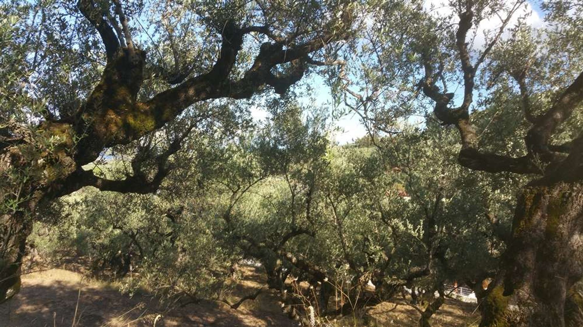 Land in Zakynthos, Zakinthos 10086539