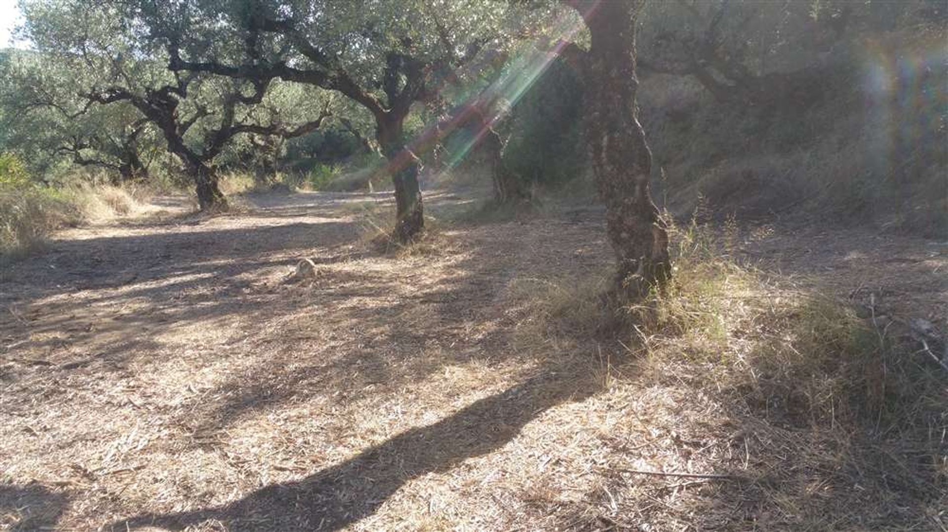 Land in Zakynthos, Zakinthos 10086539