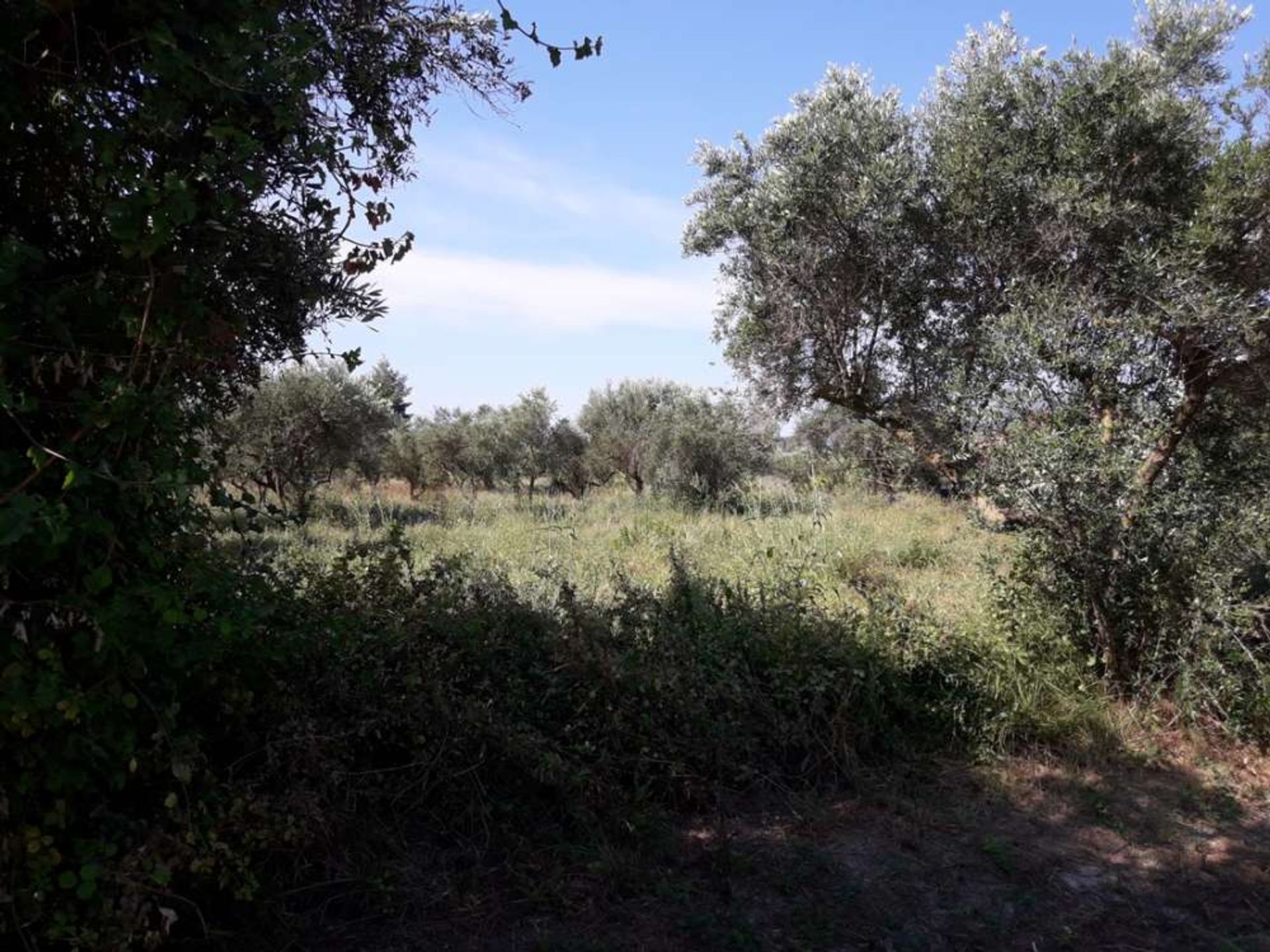 Land in Zakynthos, Zakinthos 10086544