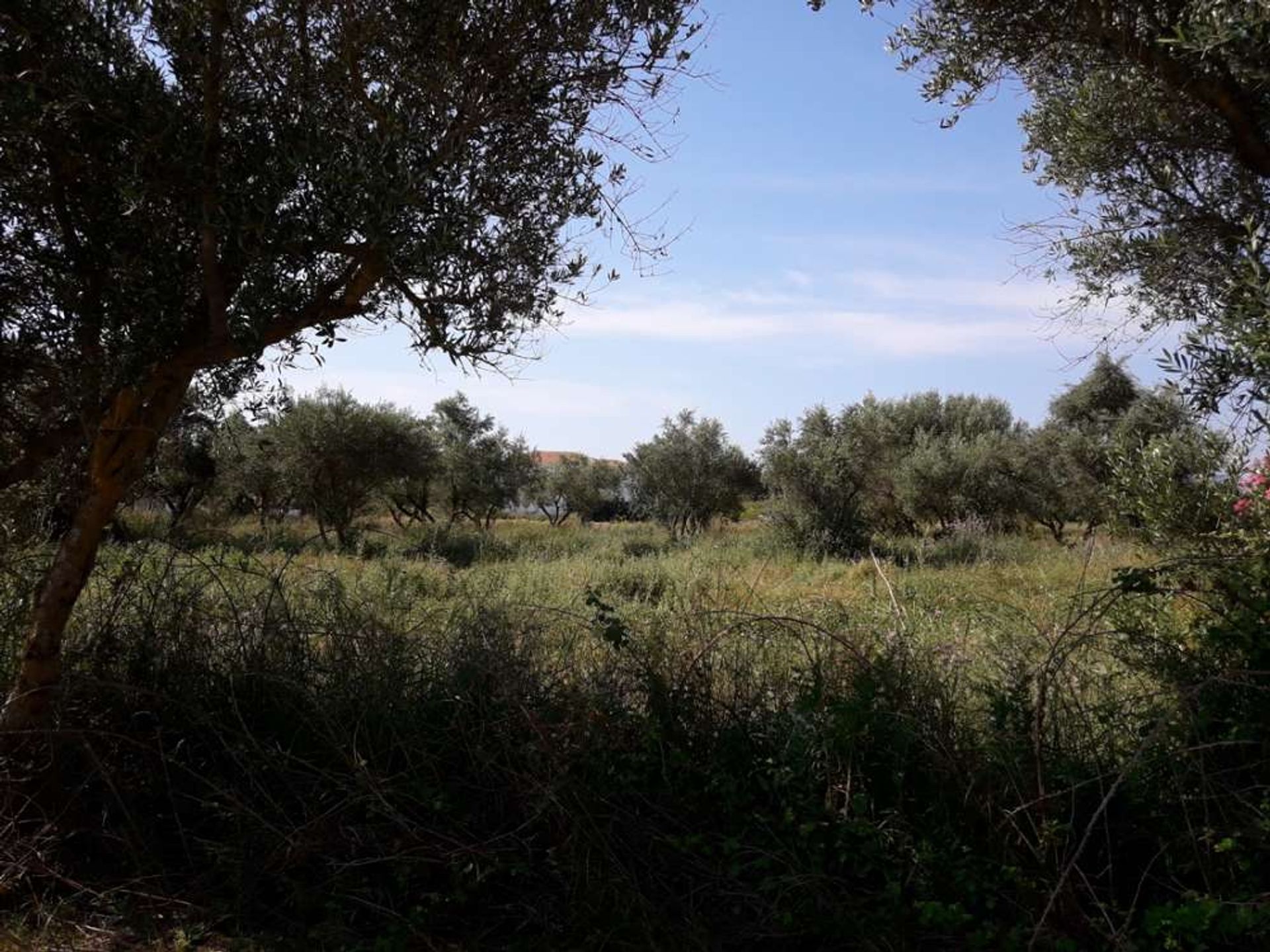 ארץ ב Zakynthos, Zakinthos 10086544