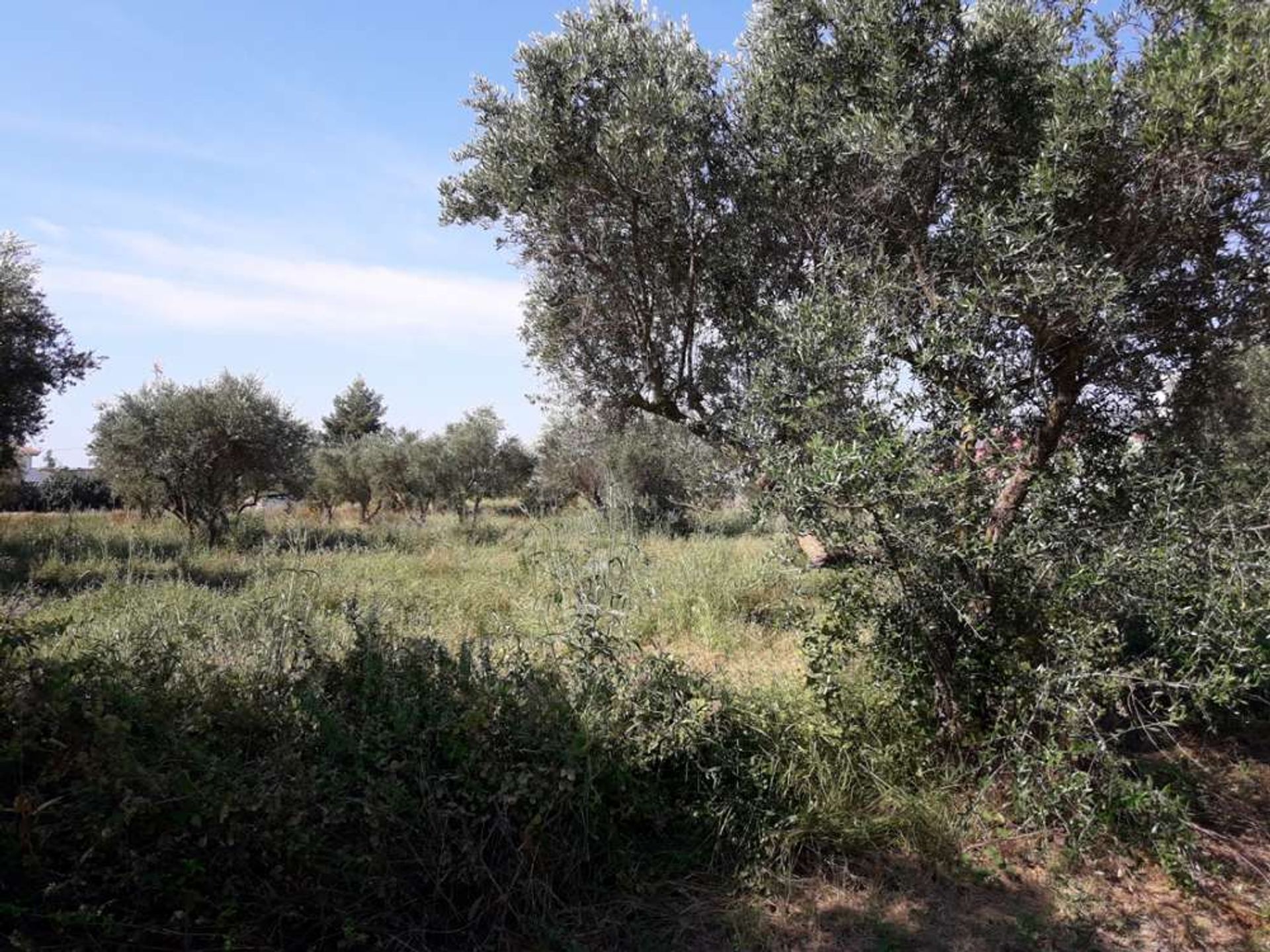 Land in Zakynthos, Zakinthos 10086544