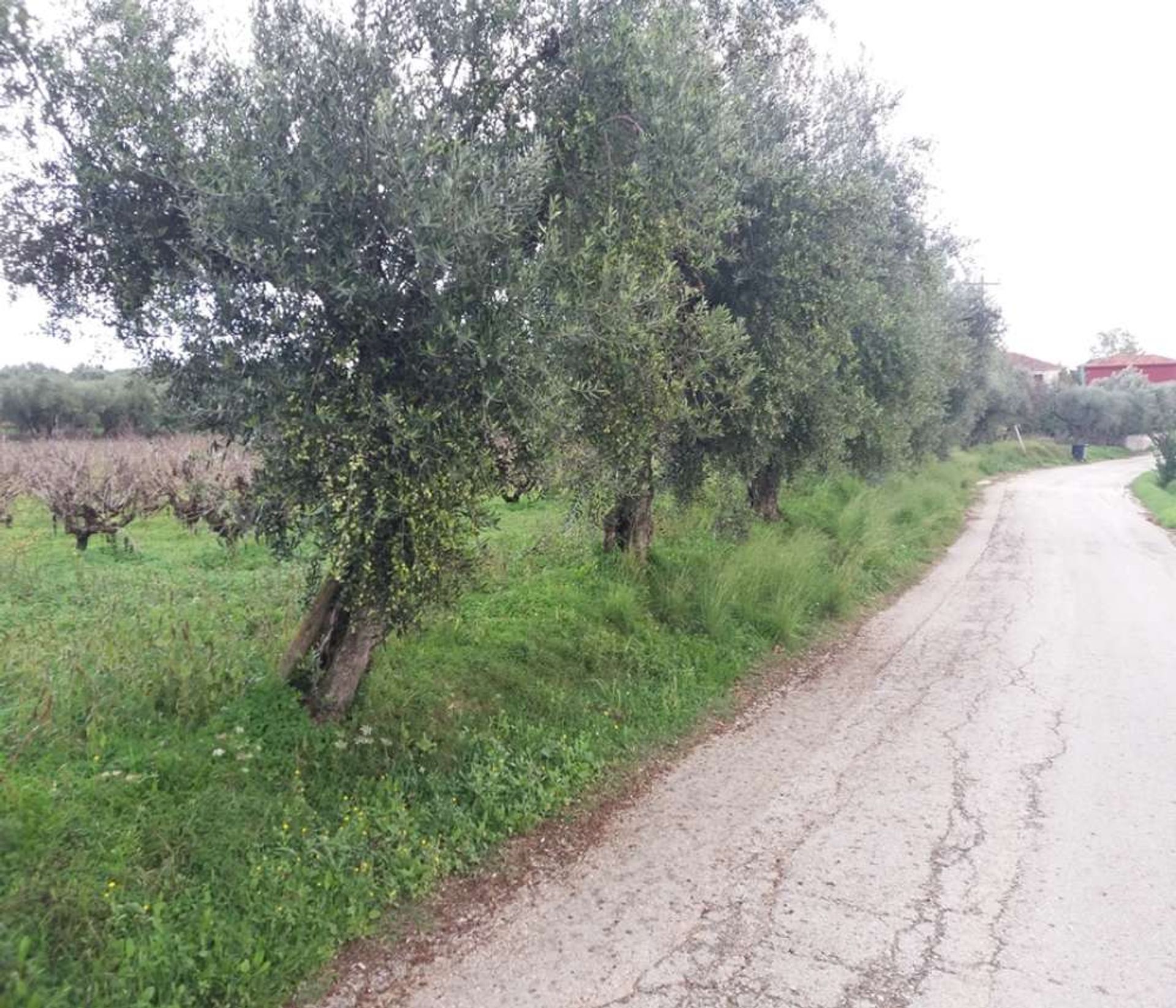 Tierra en bochalí, Jonia Nisia 10086545