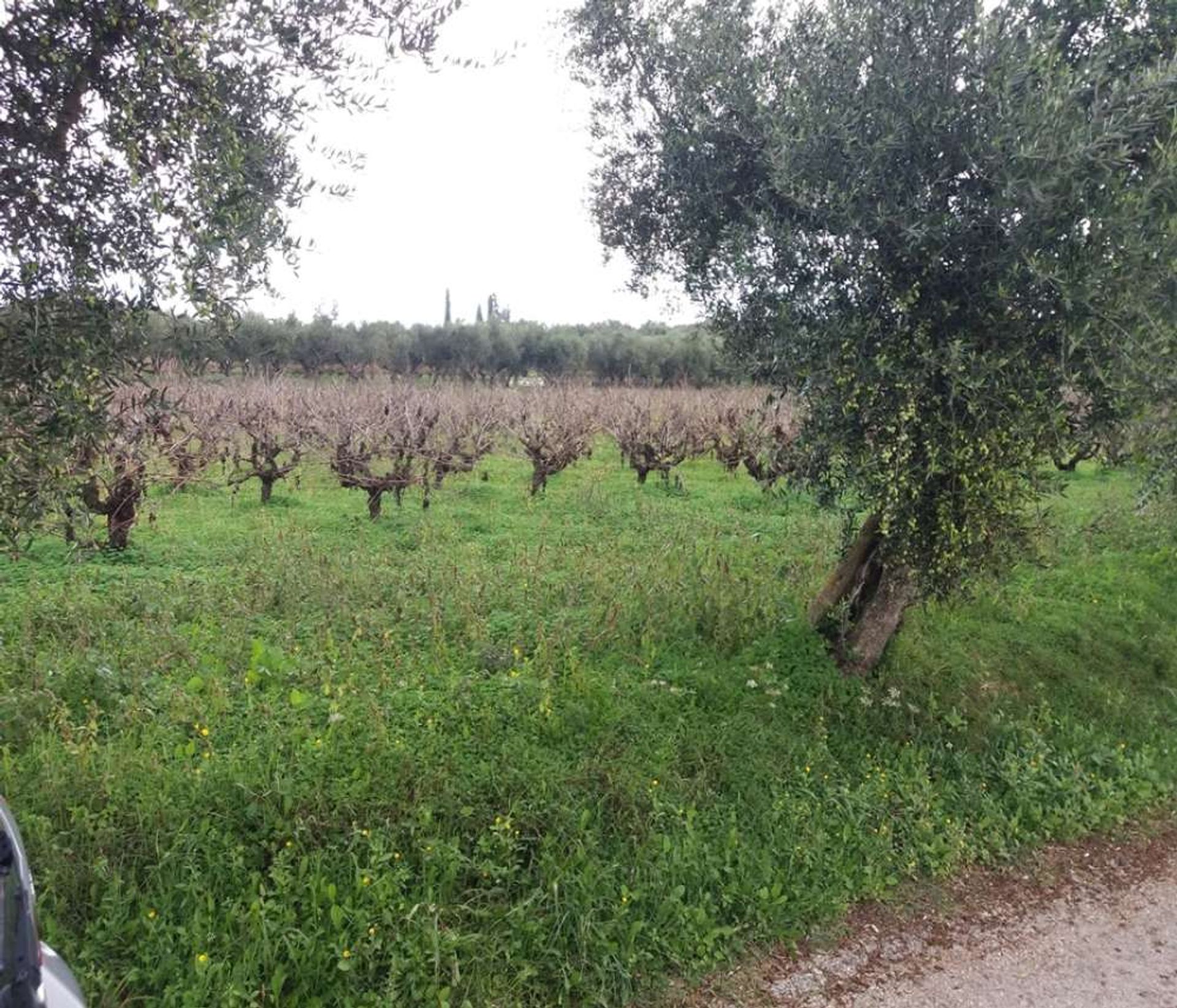 Tierra en bochalí, Jonia Nisia 10086545