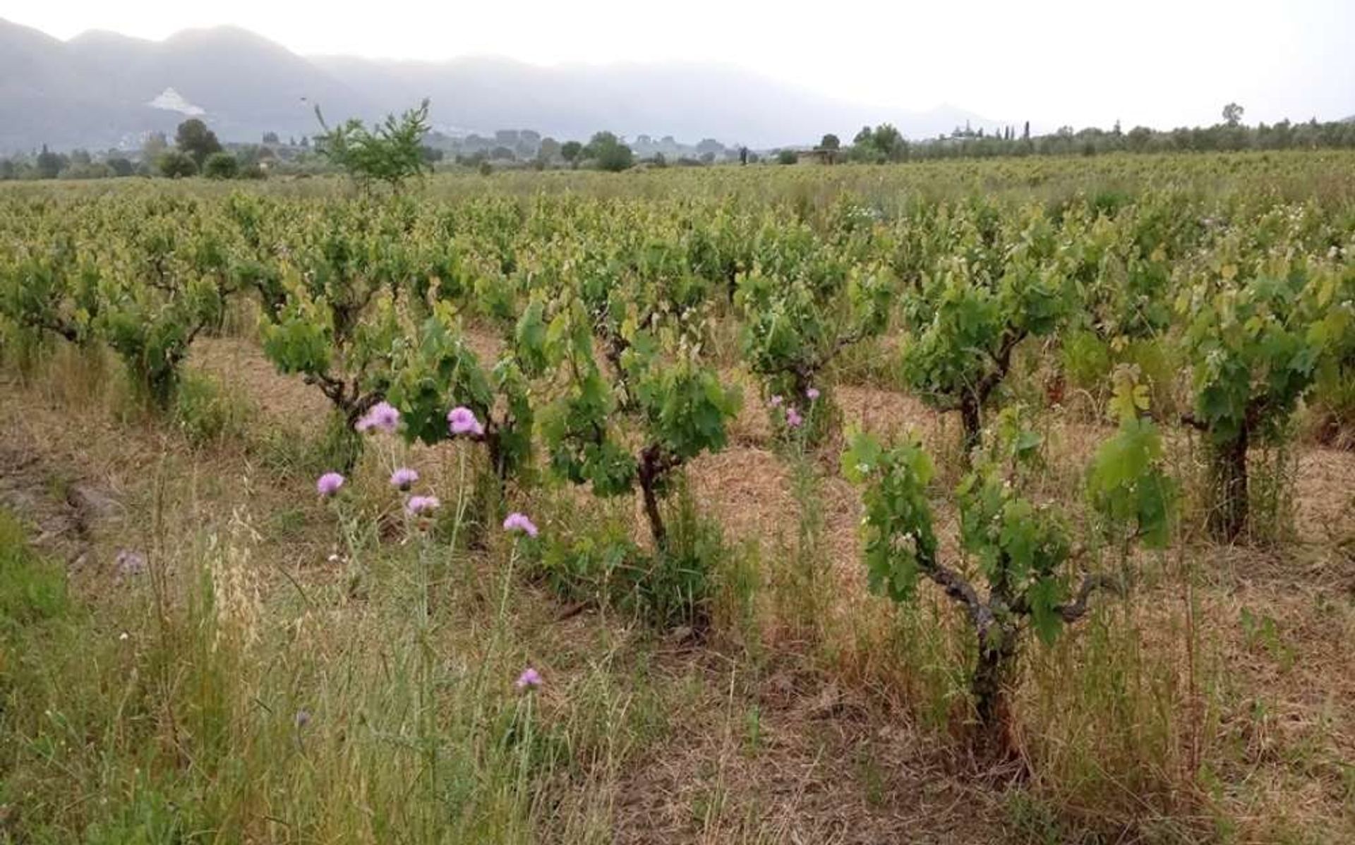 Земля в Zakynthos, Zakinthos 10086547