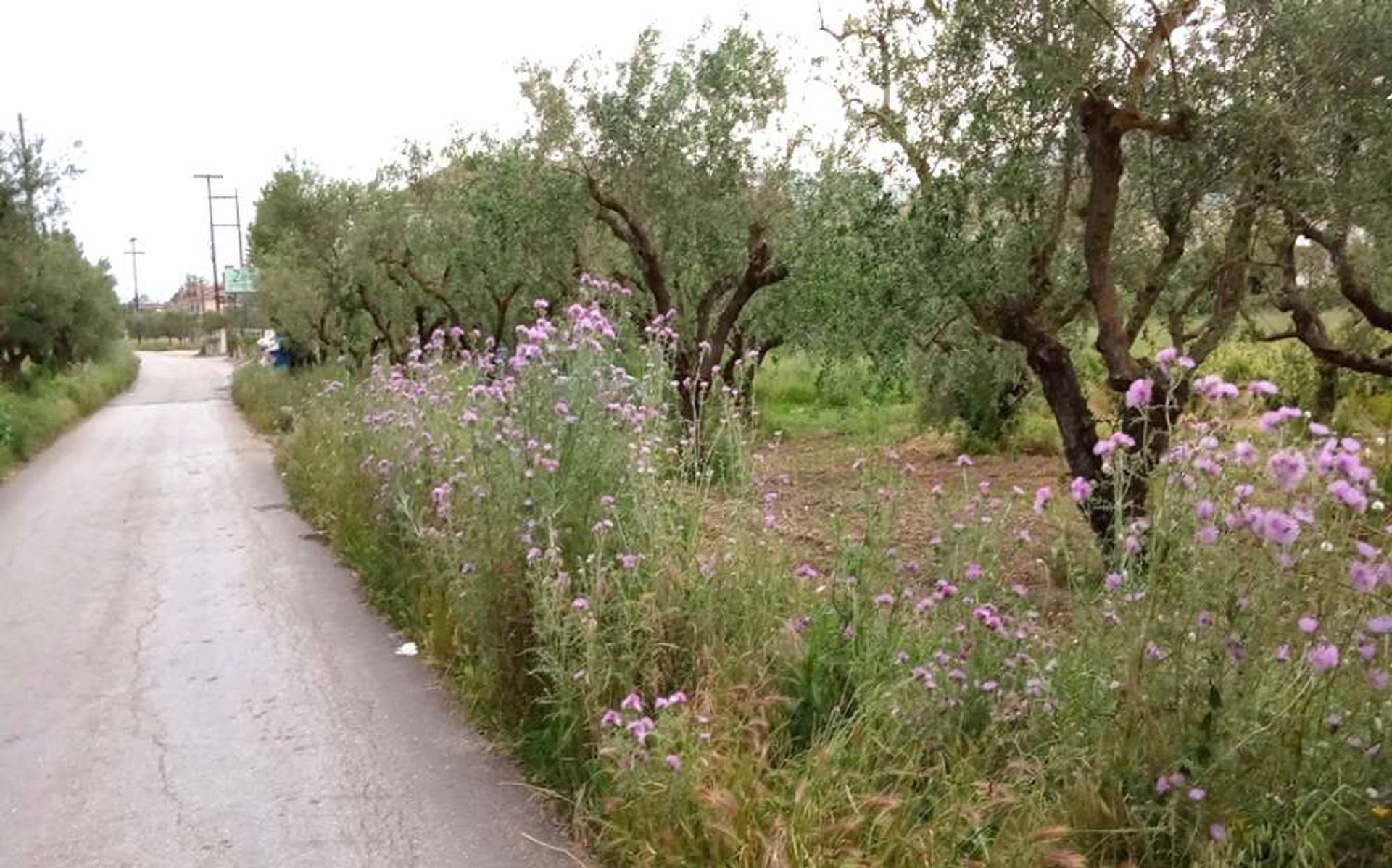 Земля в Zakynthos, Zakinthos 10086547