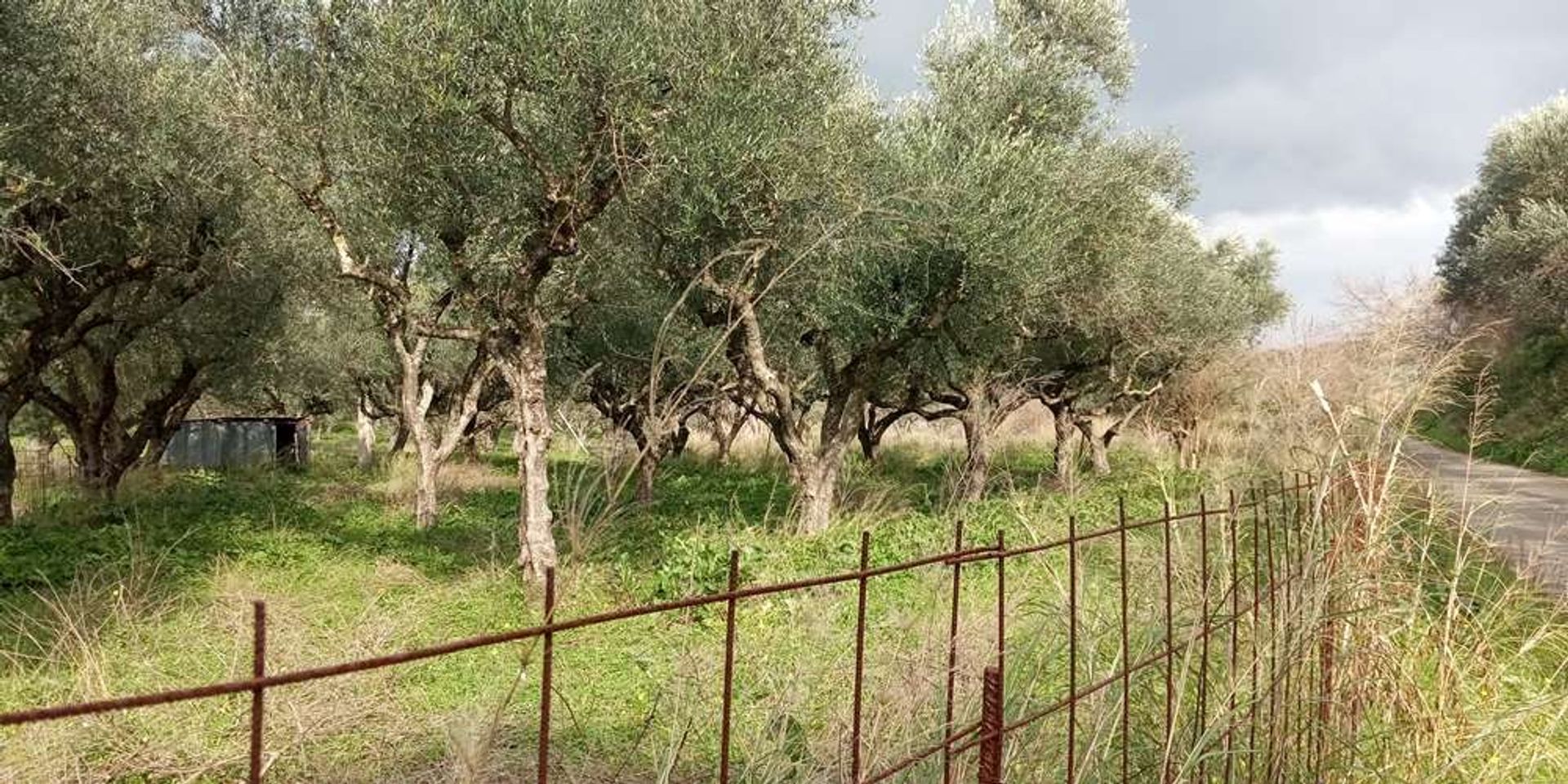 Tierra en bochalí, Jonia Nisia 10086551