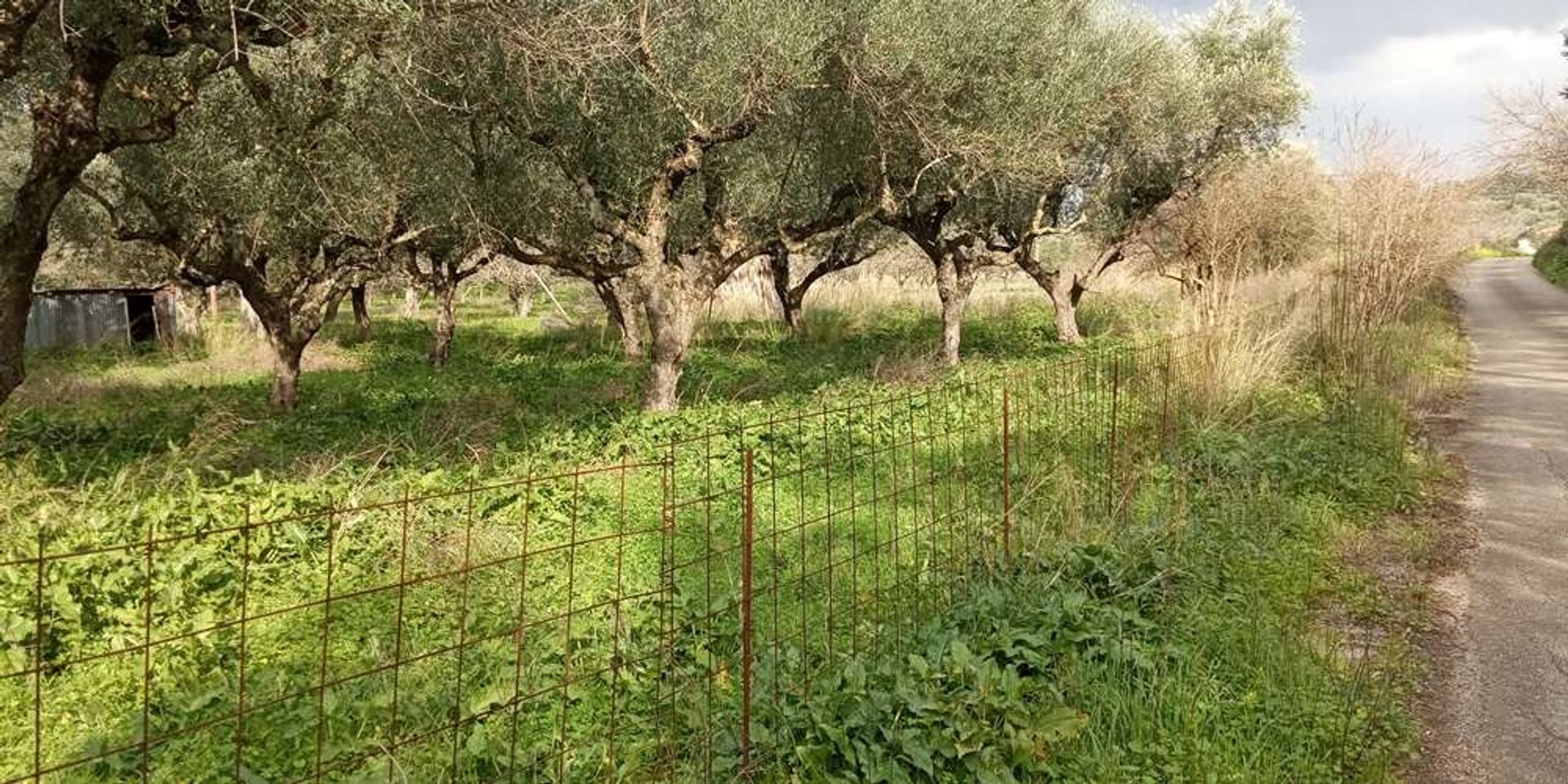 Tierra en bochalí, Jonia Nisia 10086551