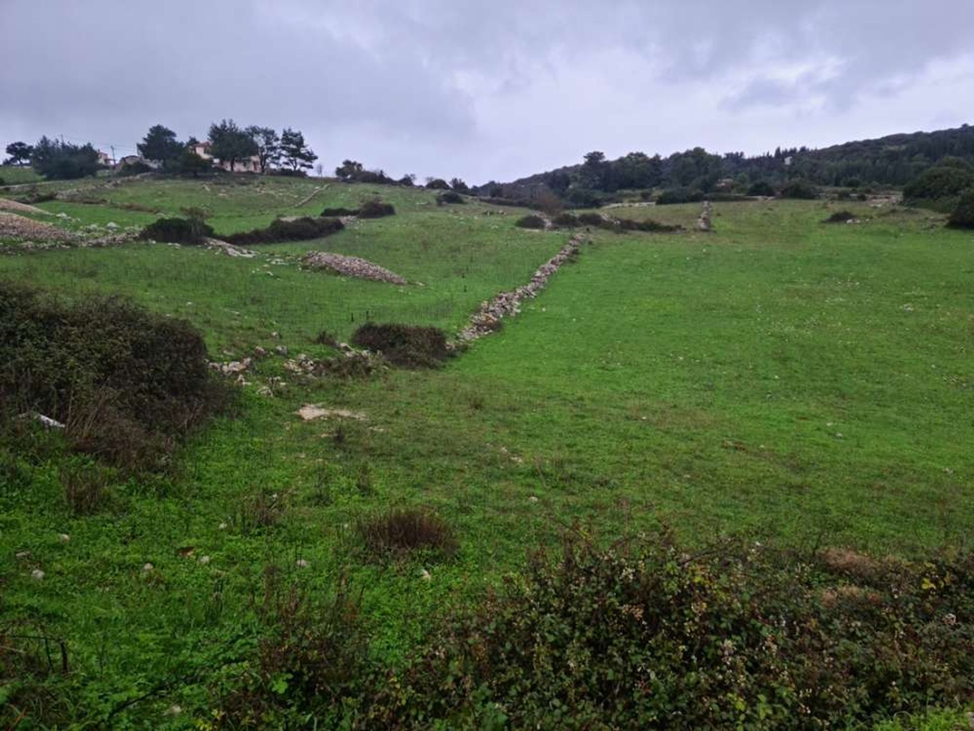 Tierra en bochalí, Jonia Nisia 10086558