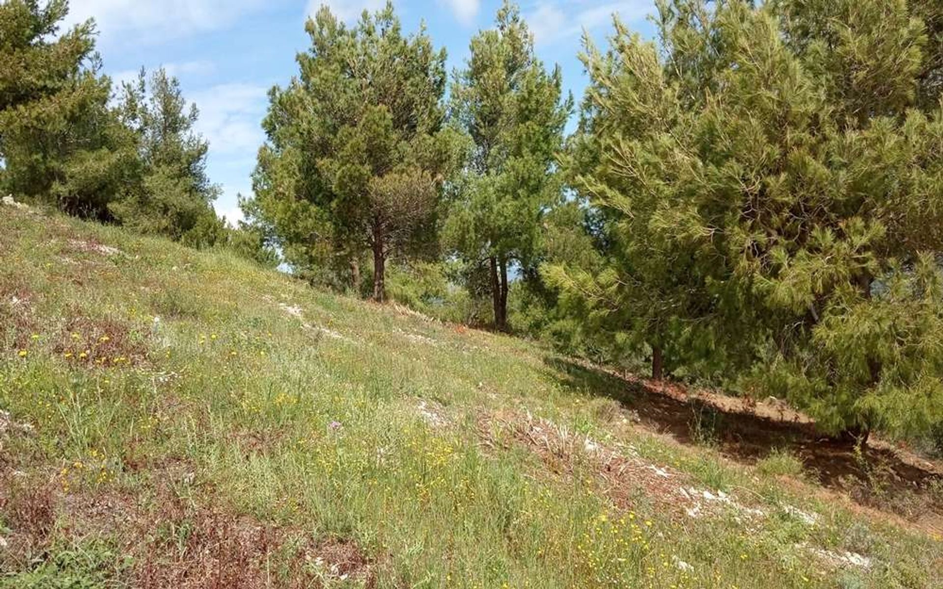 Land i Zakynthos, Zakinthos 10086560