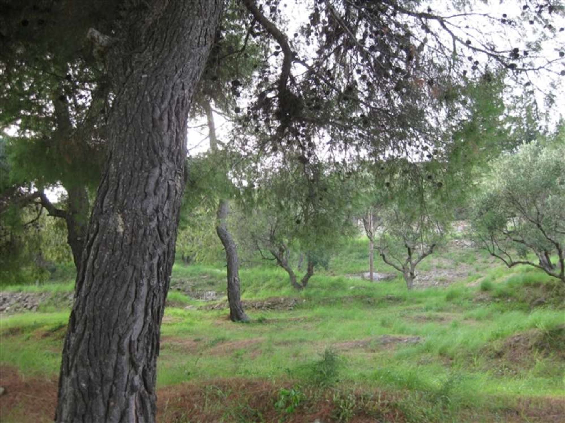 Земля в Zakynthos, Zakinthos 10086561