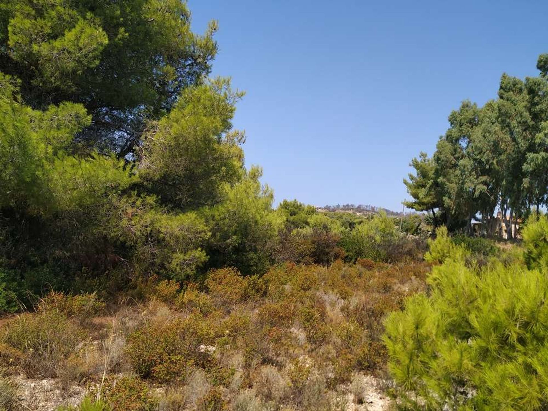 Tierra en bochalí, Jonia Nisia 10086562