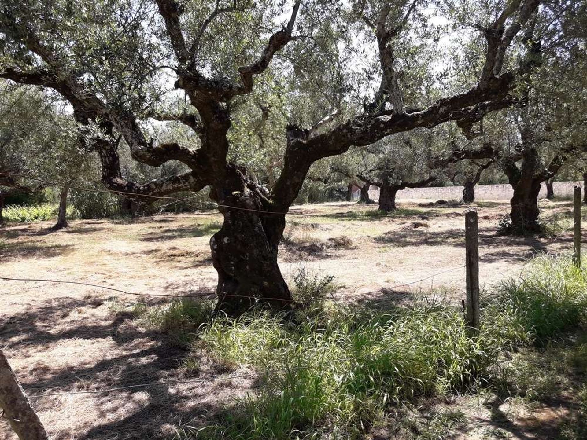 Land im Zakynthos, Zakinthos 10086563