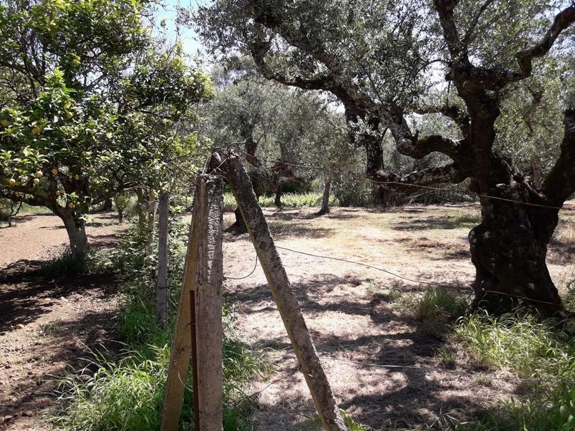 Land im Zakynthos, Zakinthos 10086563