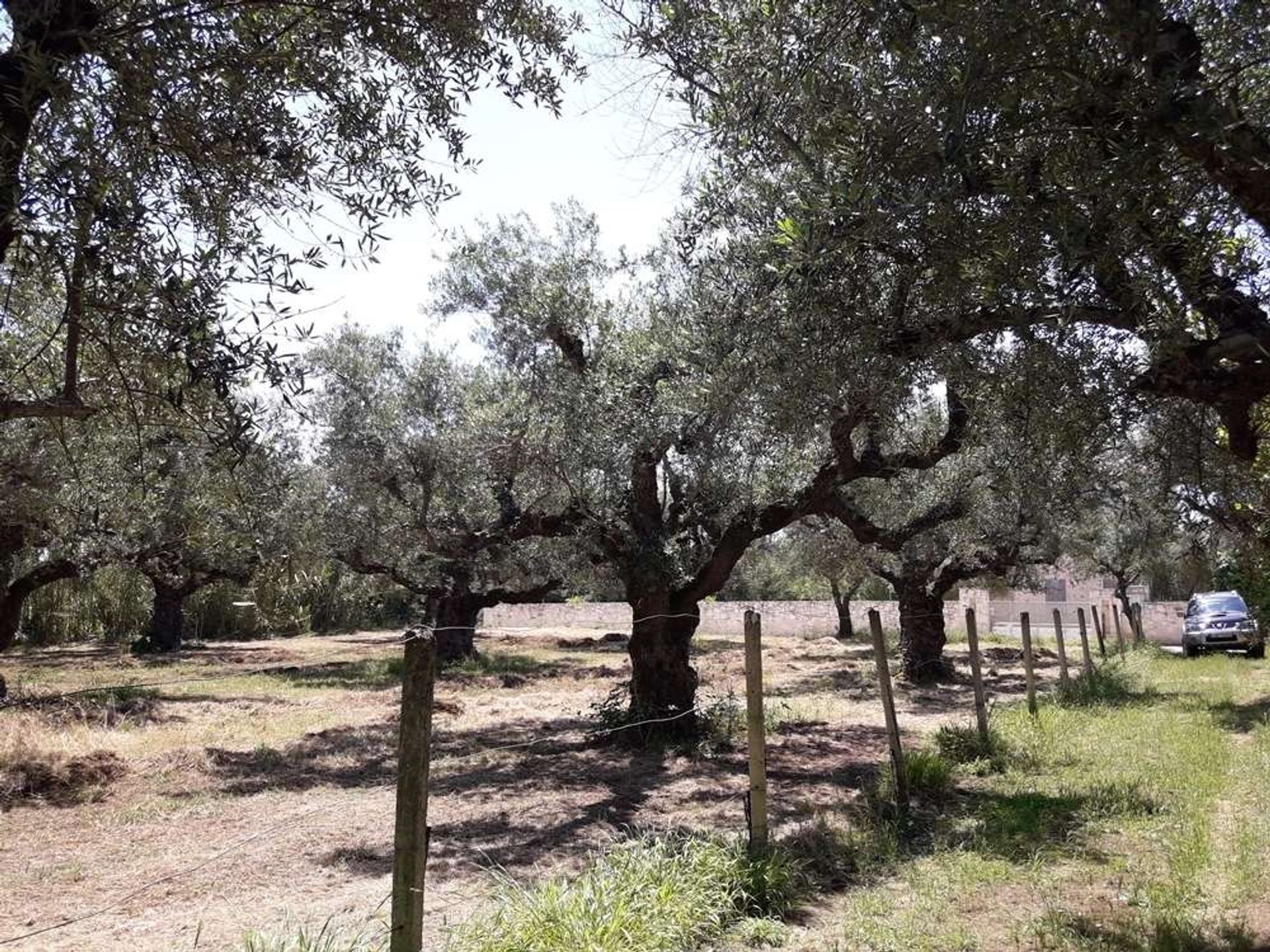 Land im Zakynthos, Zakinthos 10086563