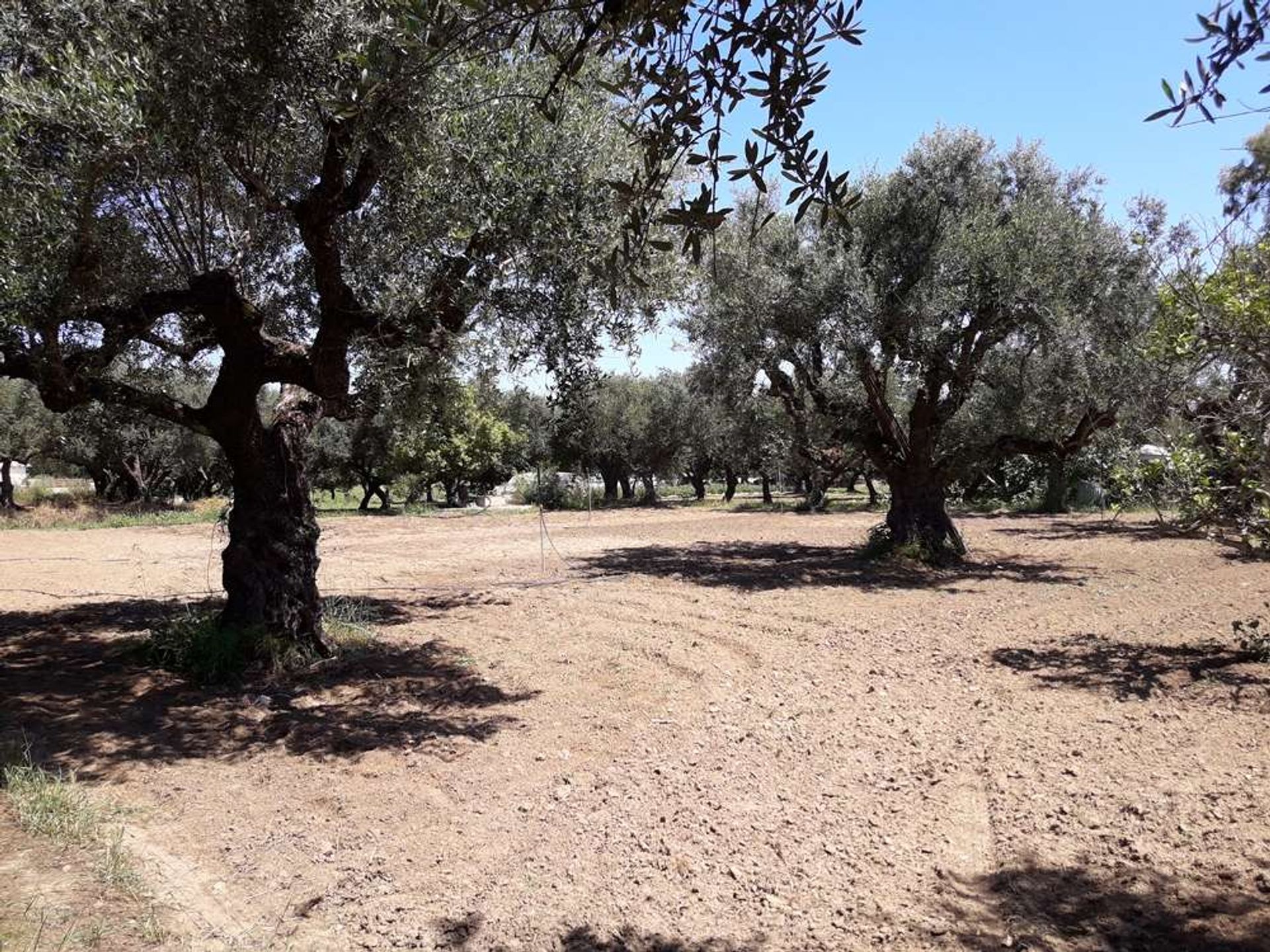 Land im Zakynthos, Zakinthos 10086563