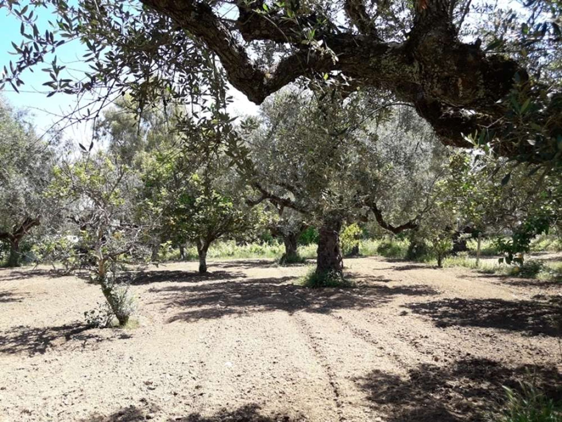 Land im Zakynthos, Zakinthos 10086563