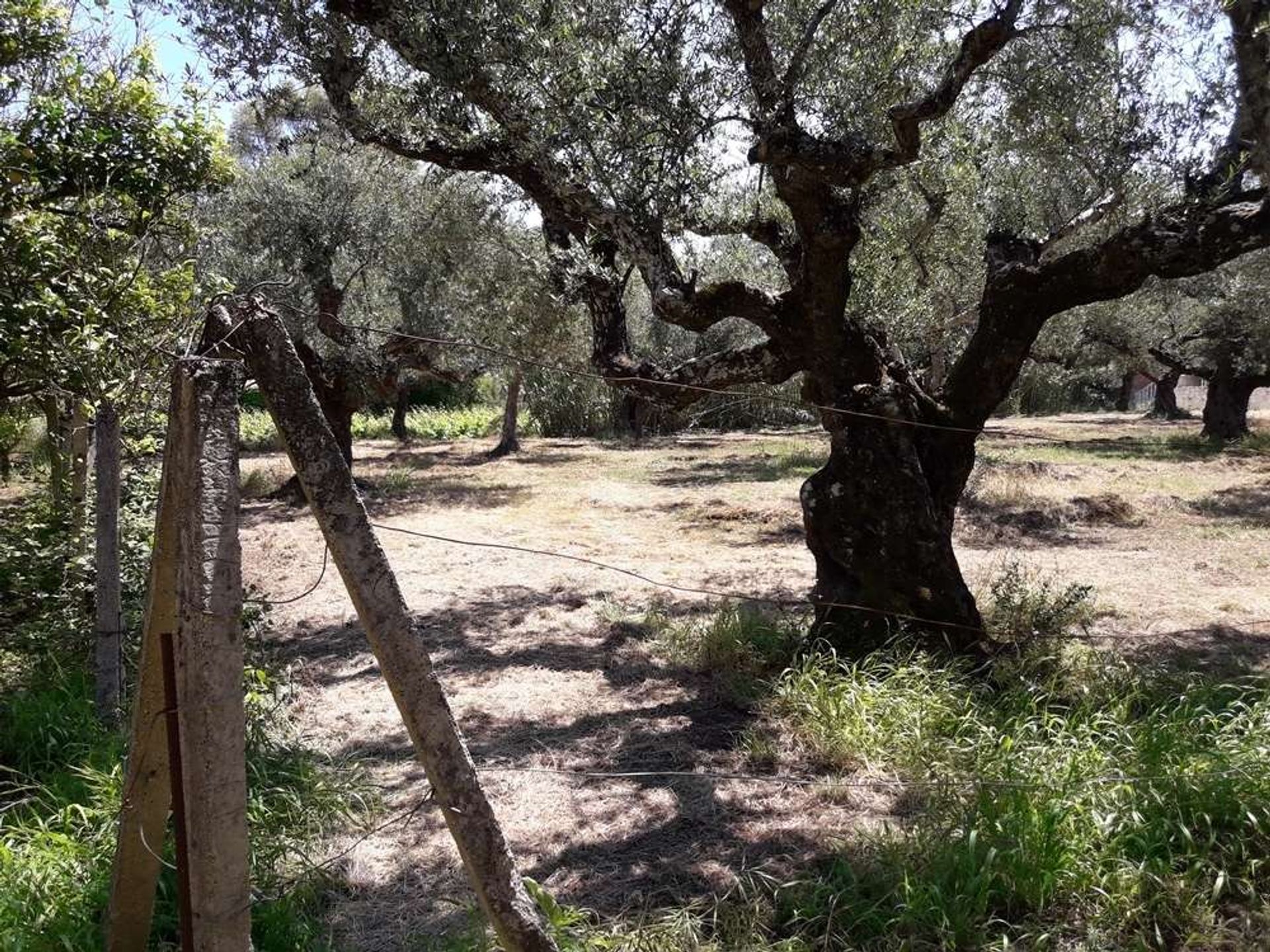 Land im Zakynthos, Zakinthos 10086563