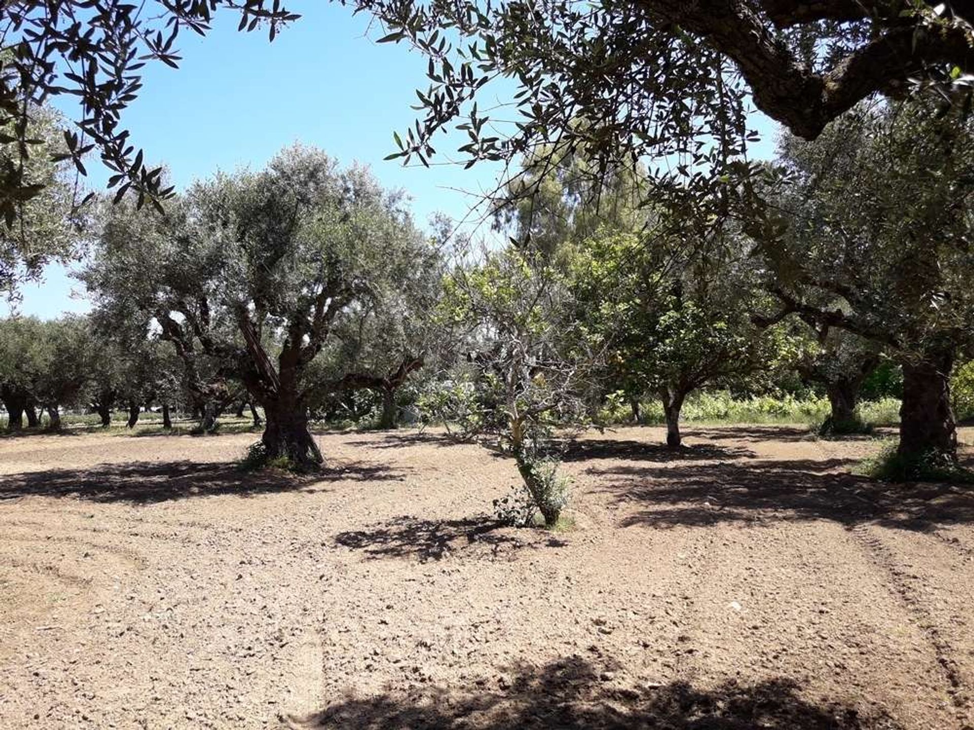 Land im Zakynthos, Zakinthos 10086563