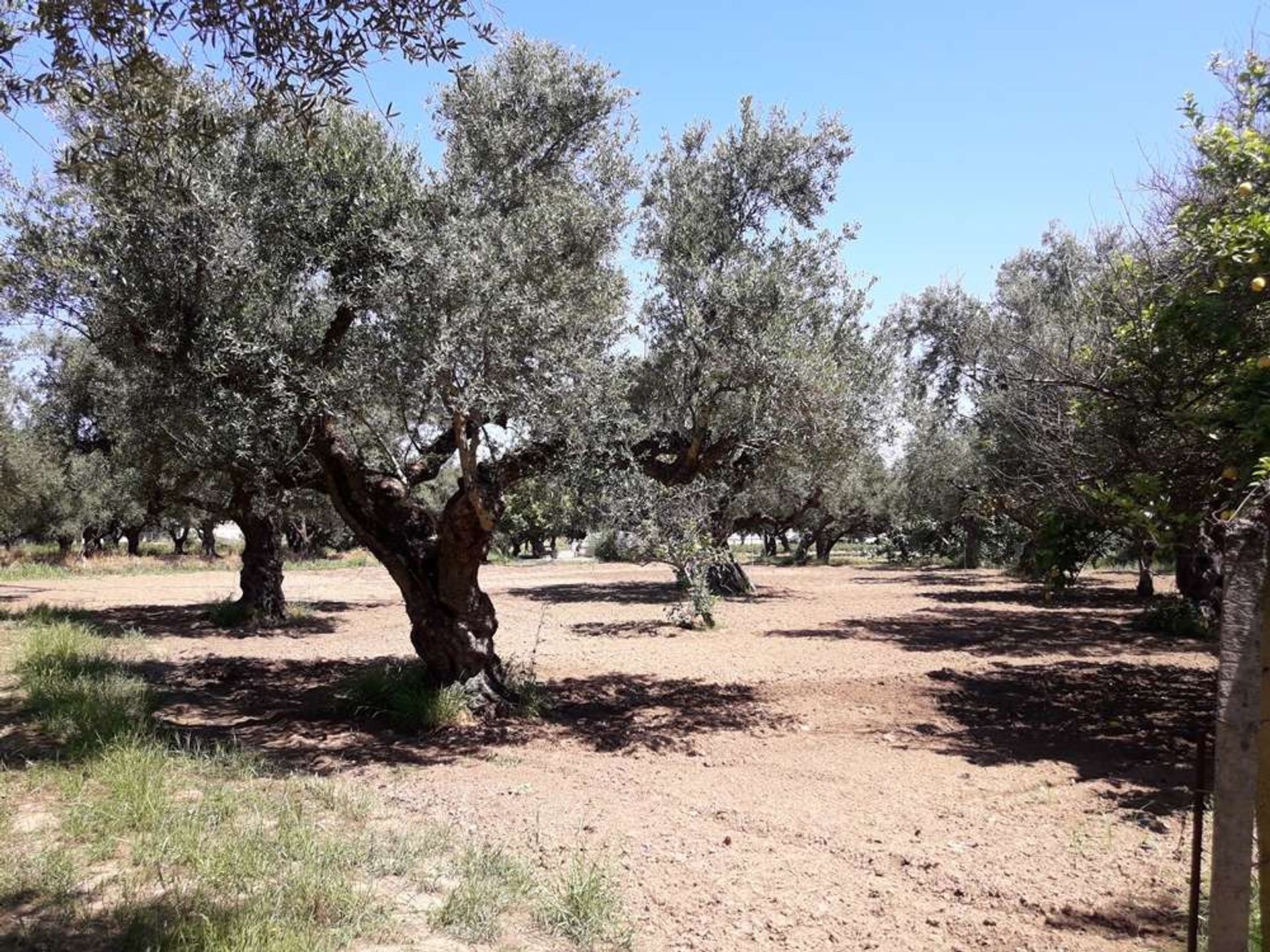 Land im Zakynthos, Zakinthos 10086563