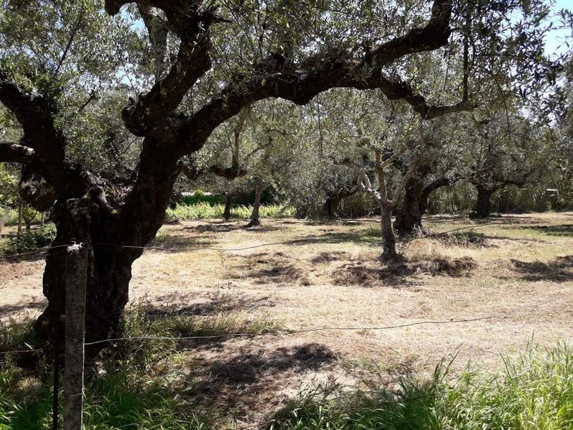 Land im Zakynthos, Zakinthos 10086563