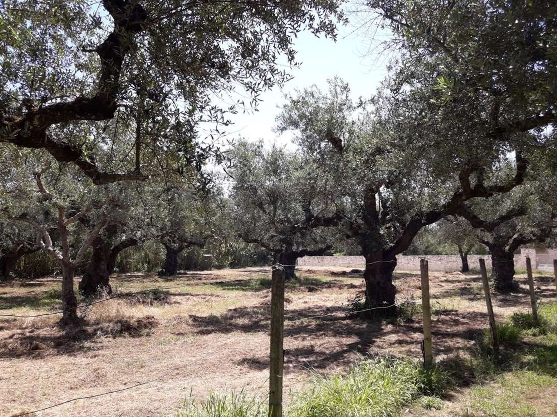 Land im Zakynthos, Zakinthos 10086563