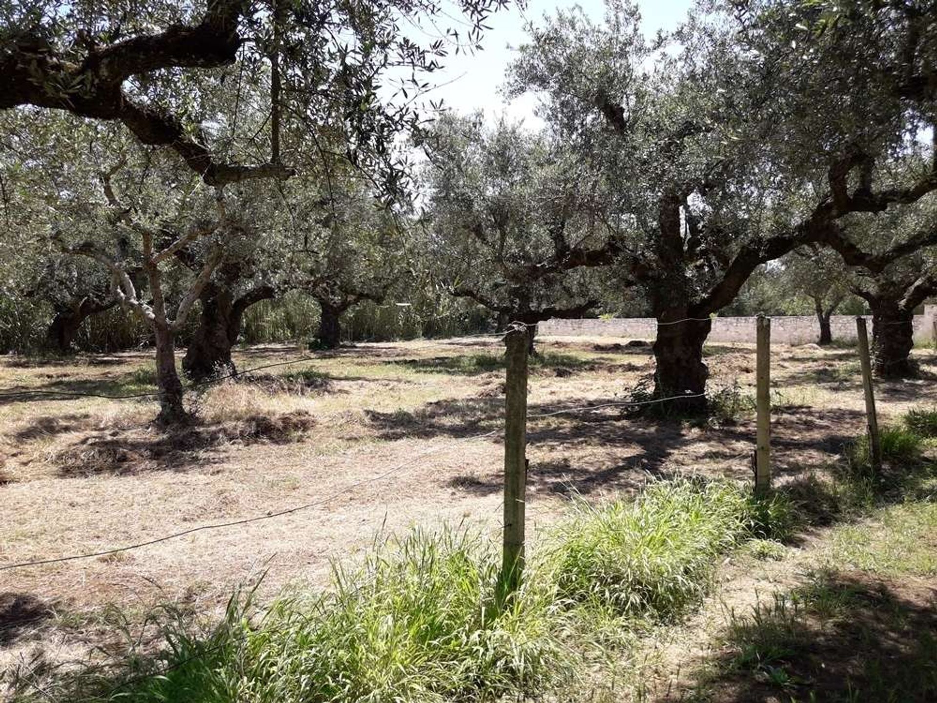 Land im Zakynthos, Zakinthos 10086563