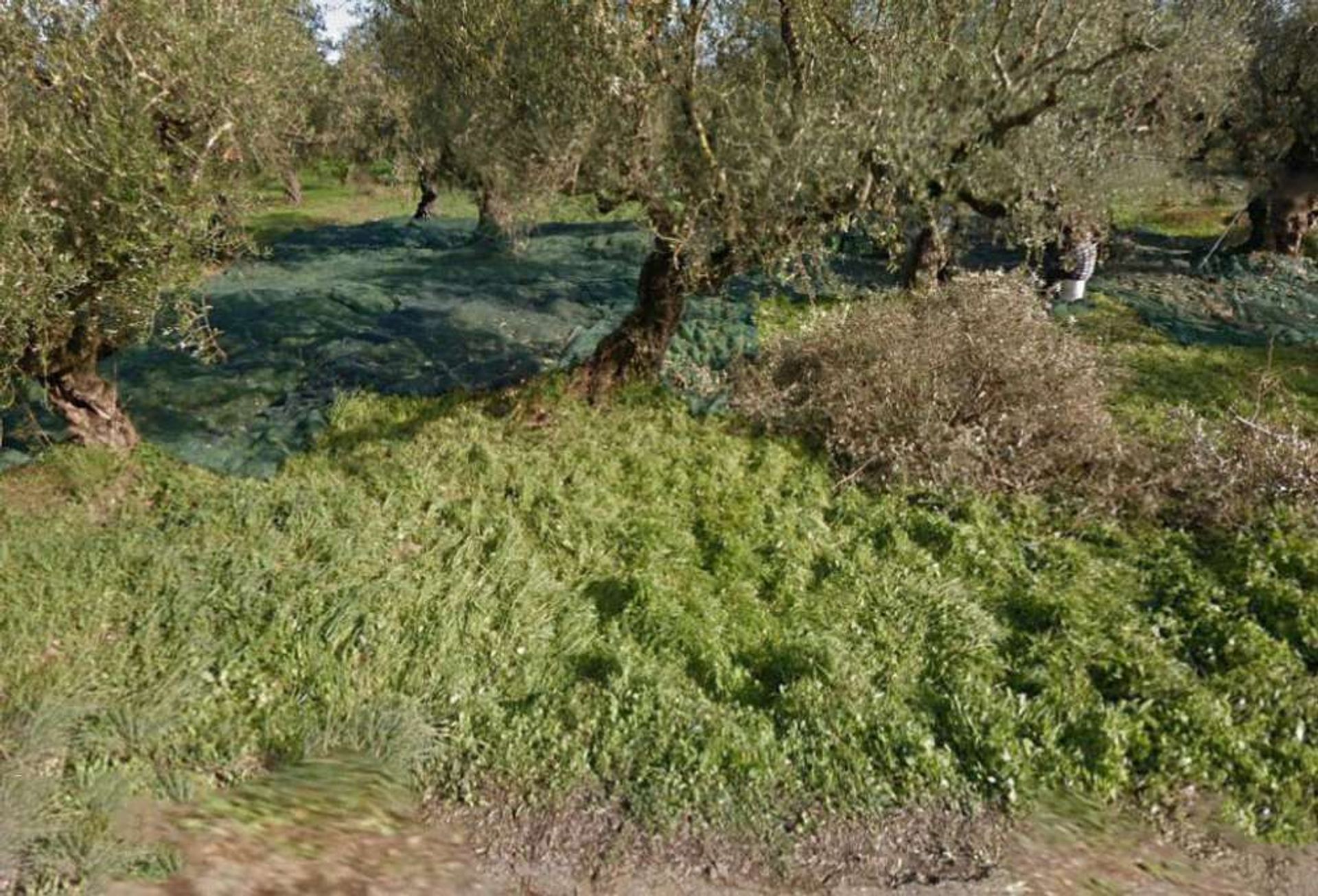 Land i Zakynthos, Zakinthos 10086565