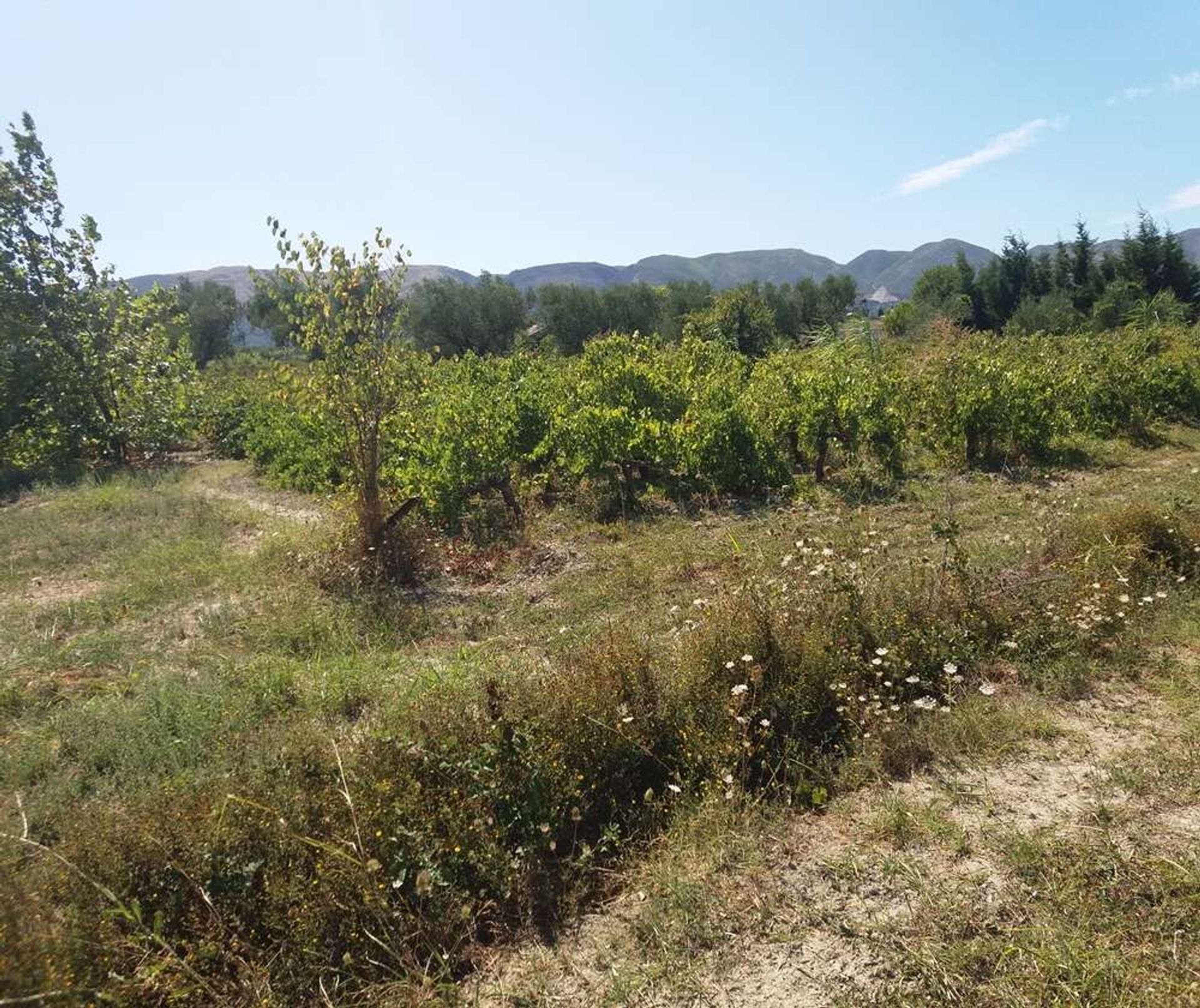 Tanah di Zakynthos, Zakinthos 10086566