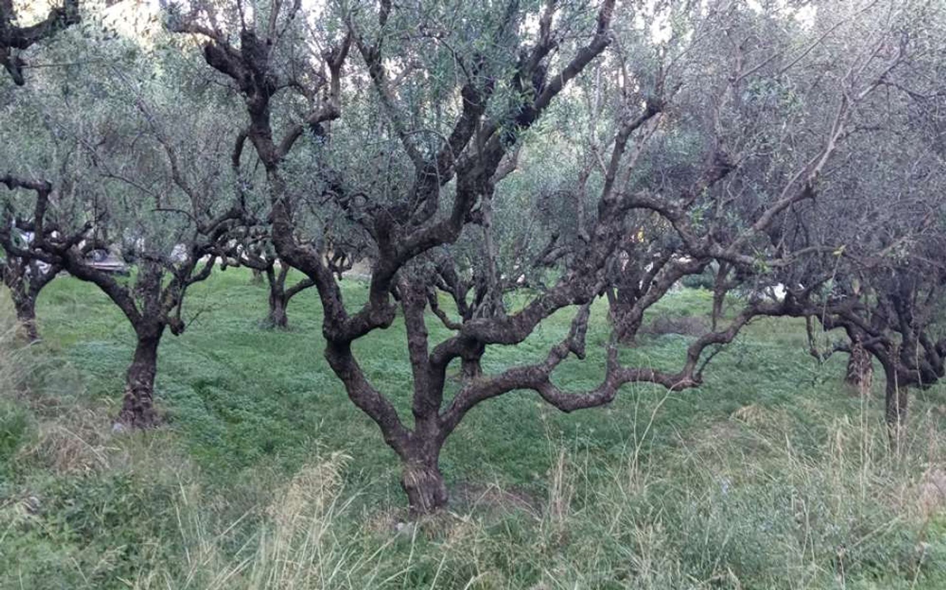 土地 在 Zakynthos, Zakinthos 10086573