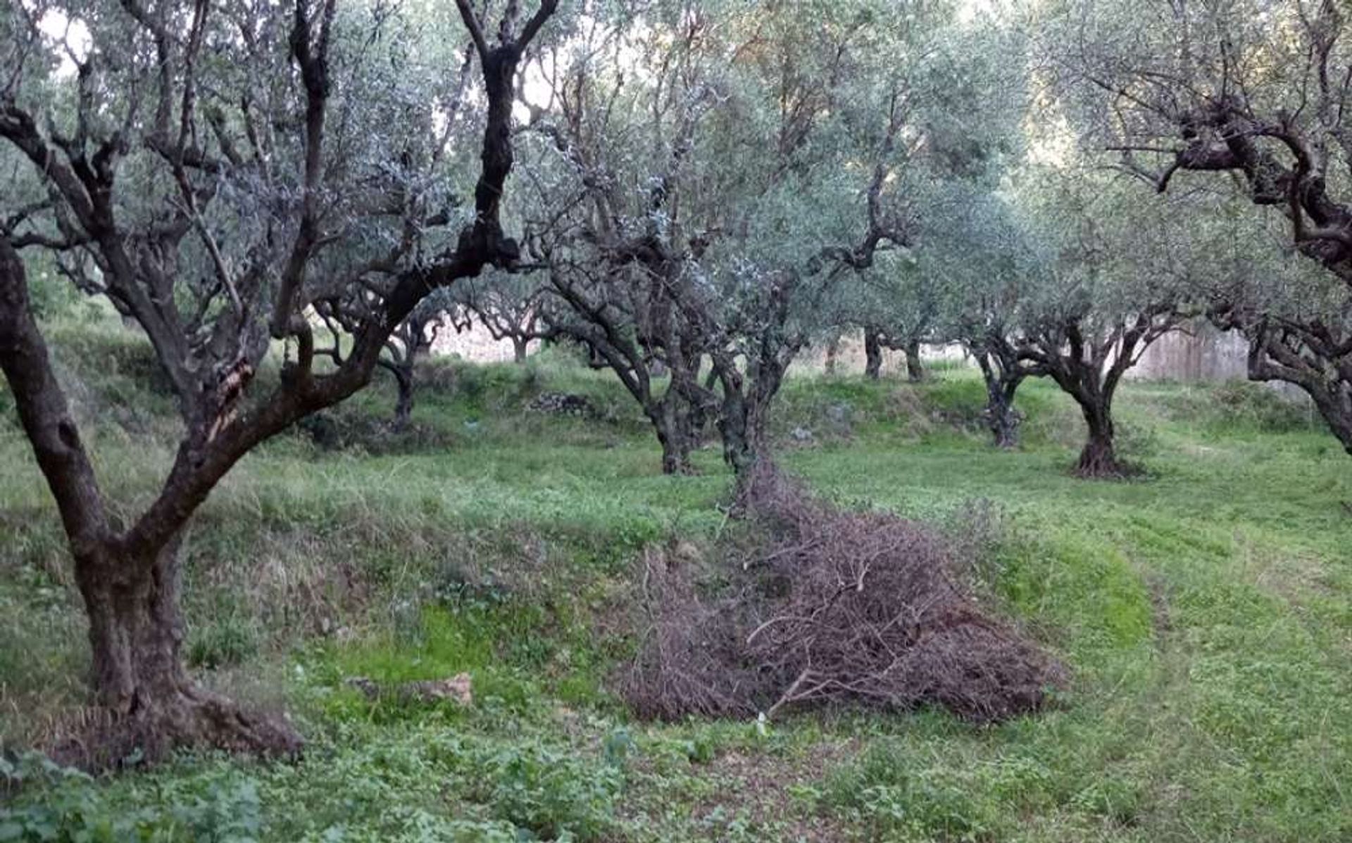 土地 在 Zakynthos, Zakinthos 10086573