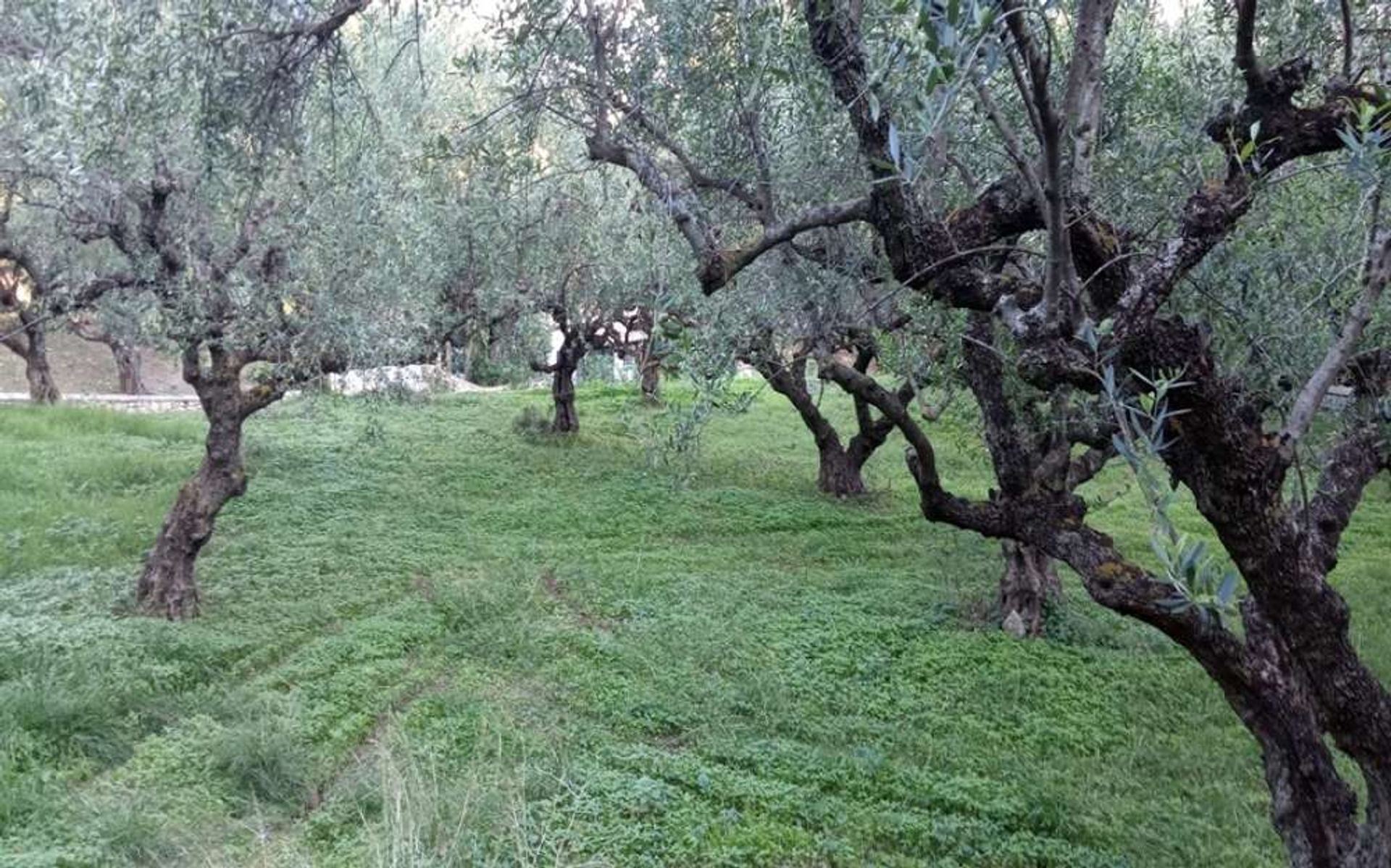 土地 在 Zakynthos, Zakinthos 10086573