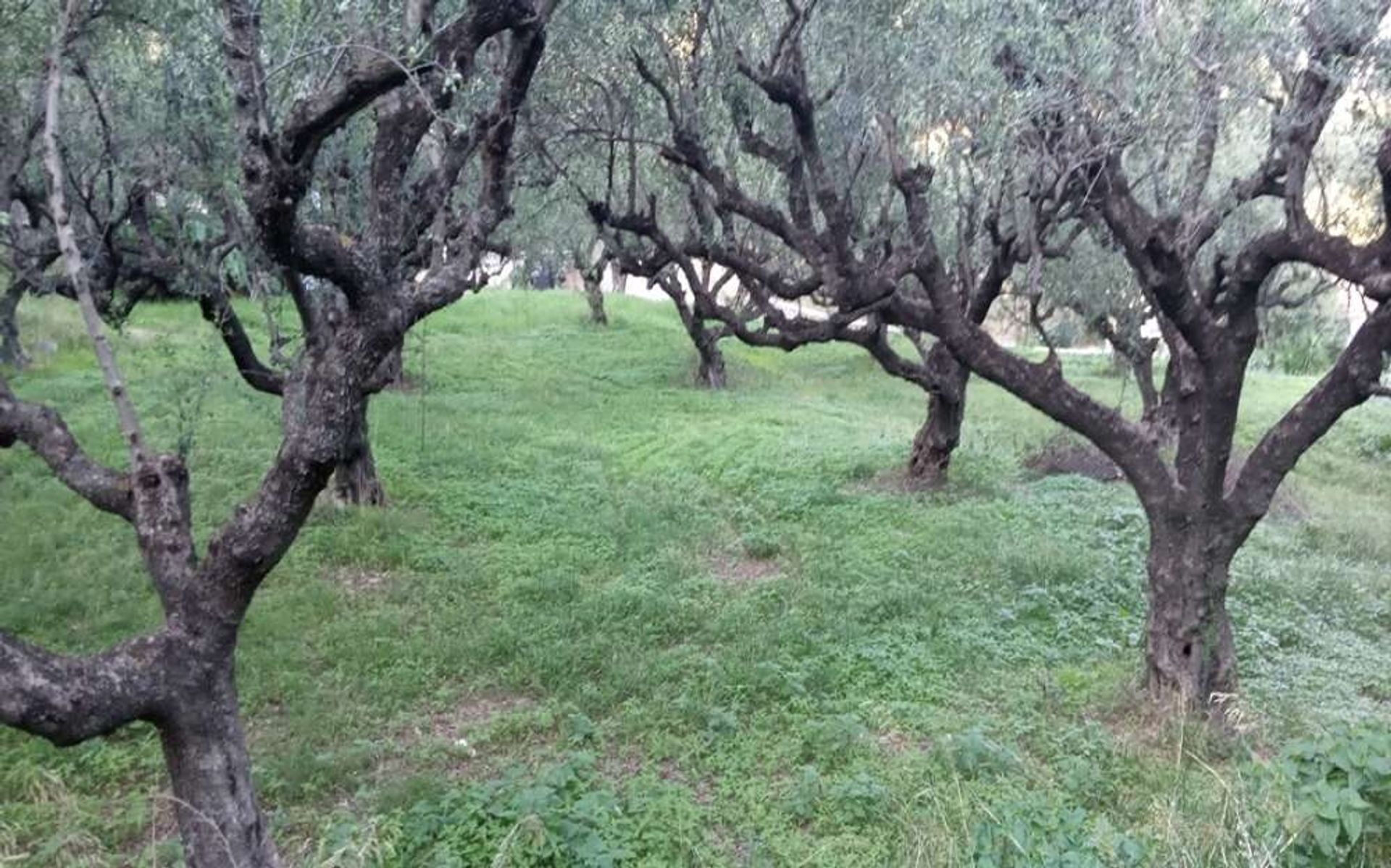 土地 在 Zakynthos, Zakinthos 10086573