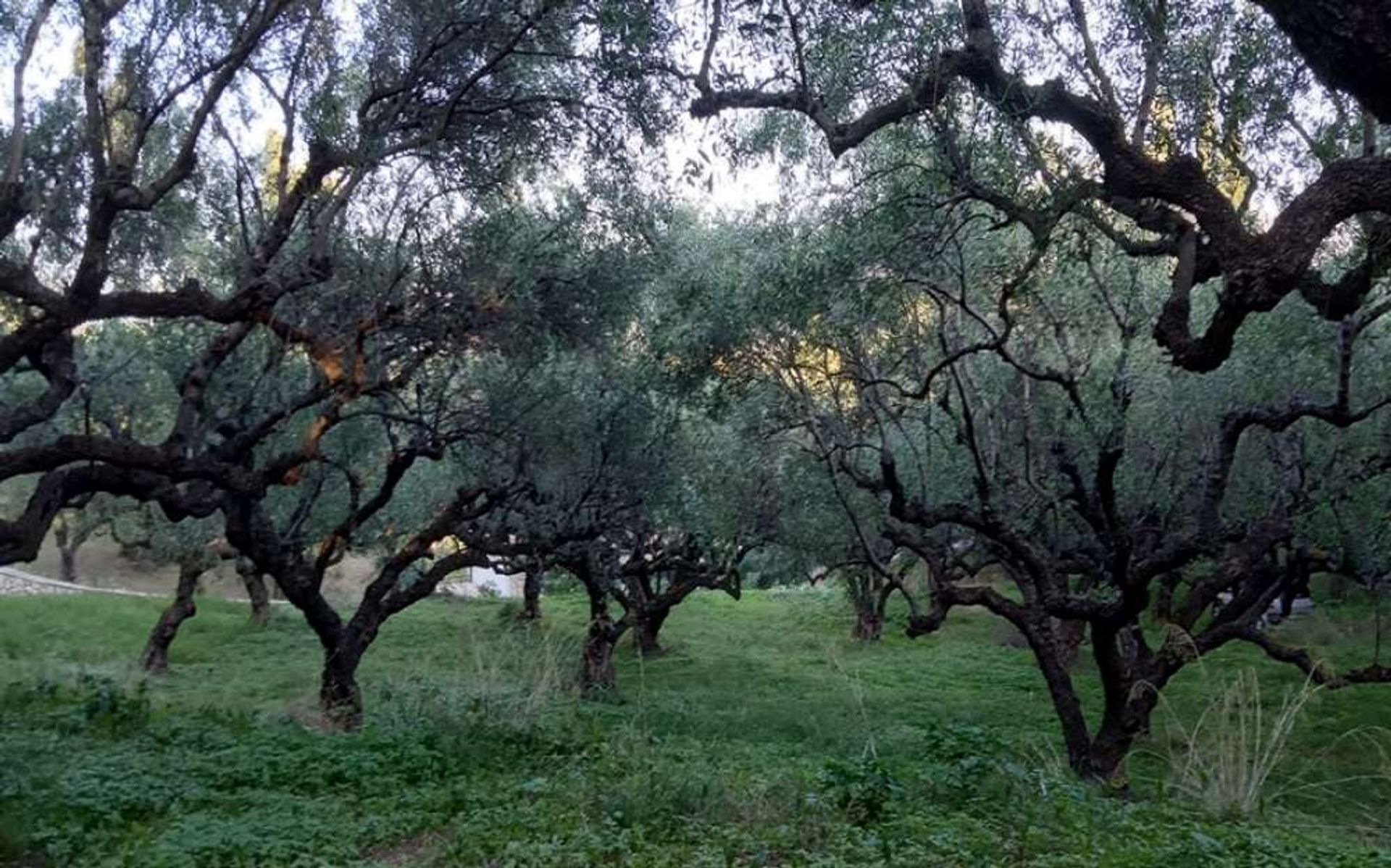 土地 在 Zakynthos, Zakinthos 10086573