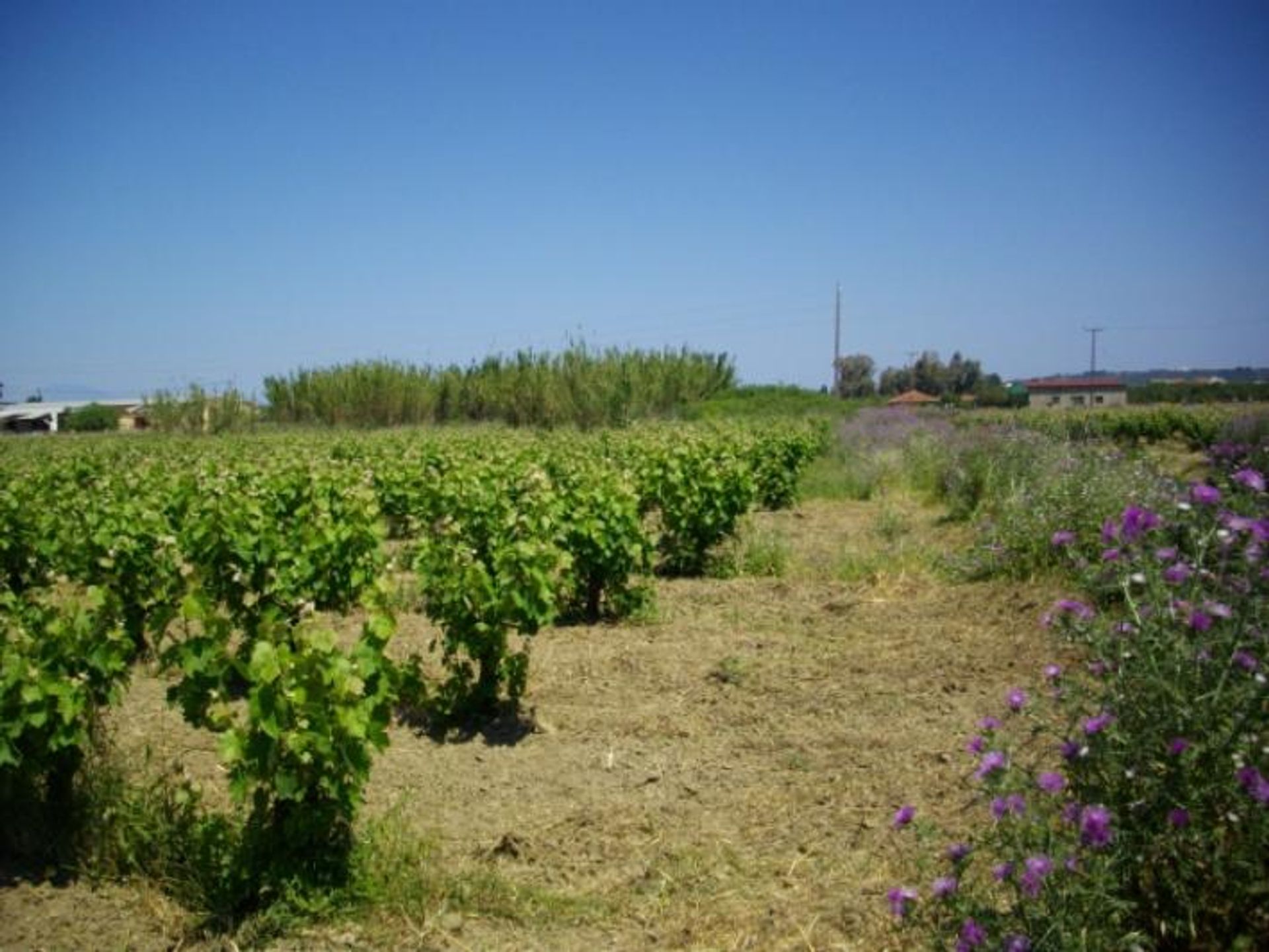 土地 在 Zakynthos, Zakinthos 10086575