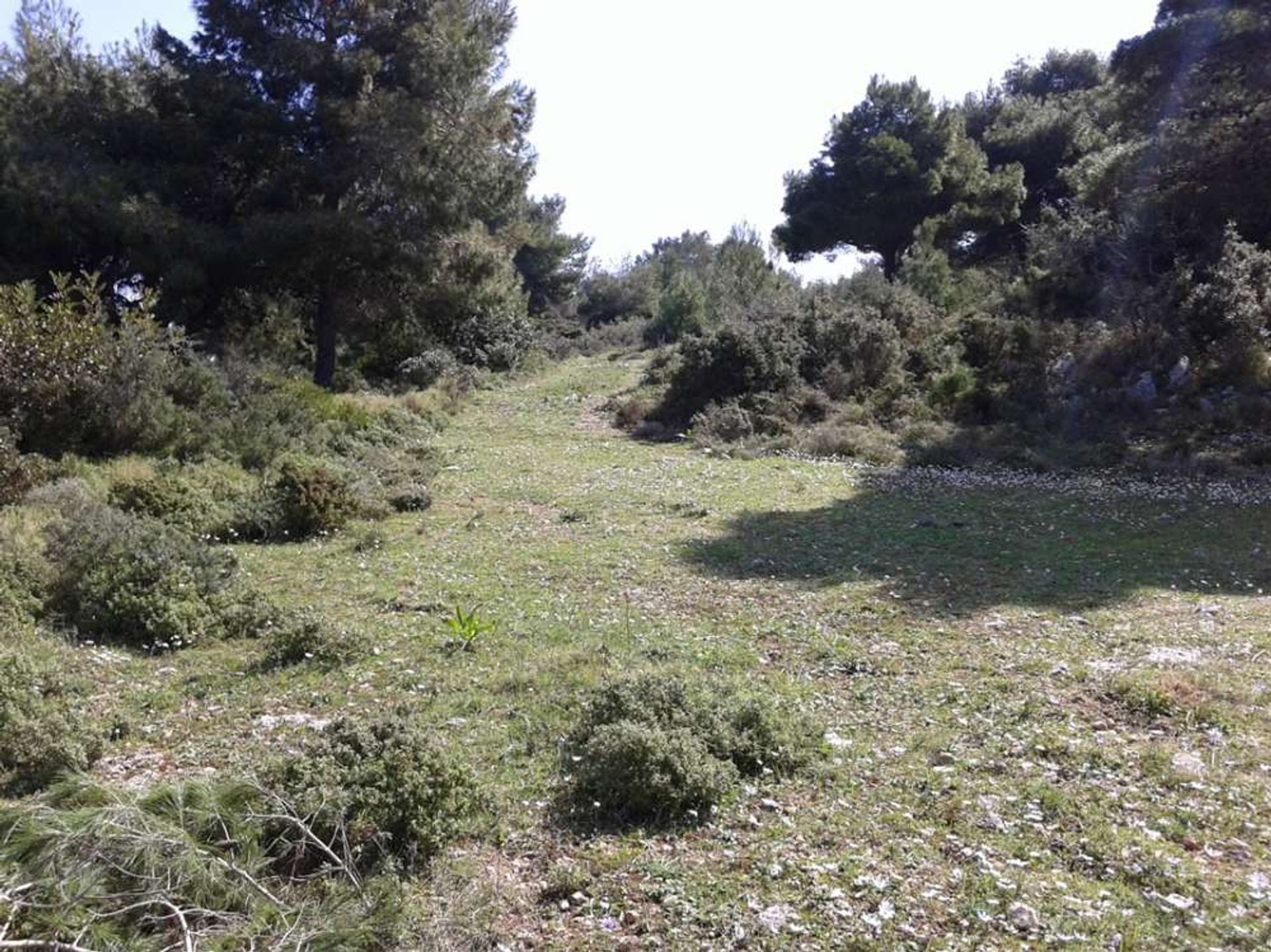 Land in Zakynthos, Zakinthos 10086581