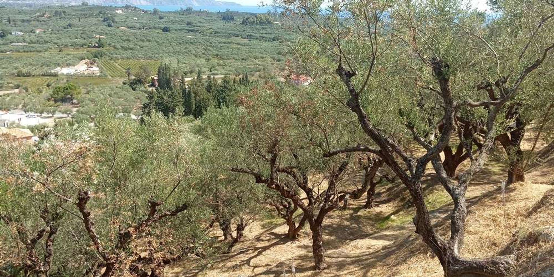 Land in Zakynthos, Zakinthos 10086587