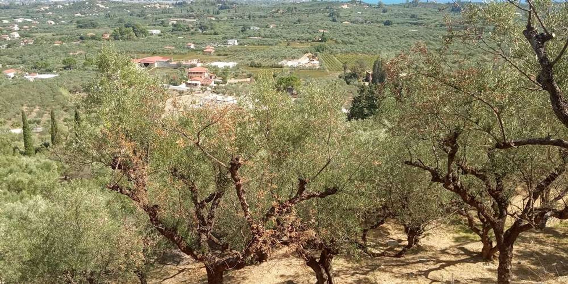 Terra no Zakynthos, Zakinthos 10086587